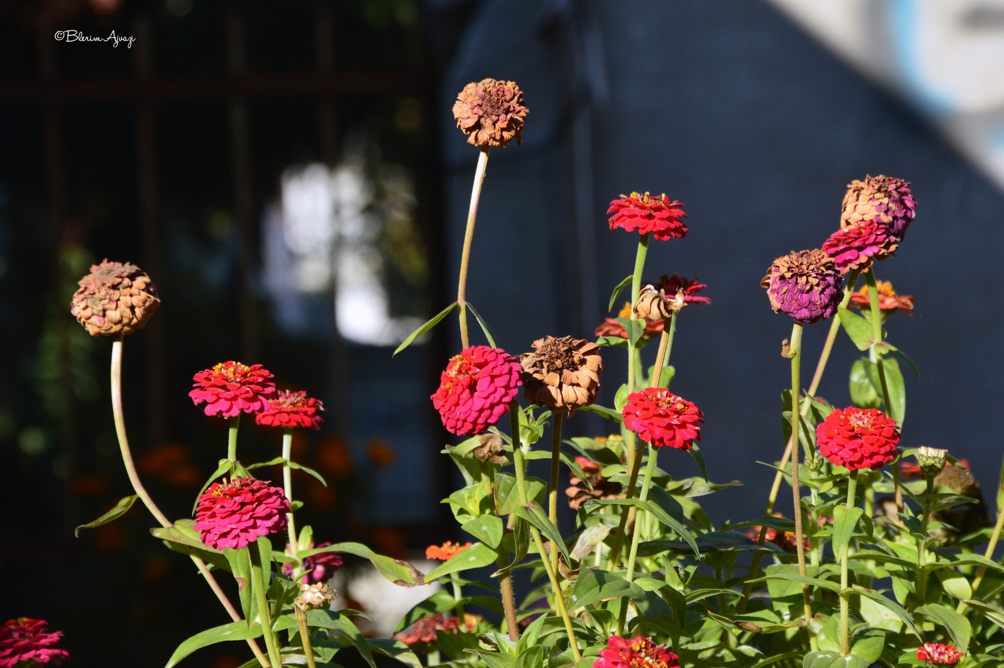 Nikon D3200 + Sigma 28-200mm F3.5-5.6 Compact Aspherical Hyperzoom Macro sample photo. Rotting/life's like the flower photography