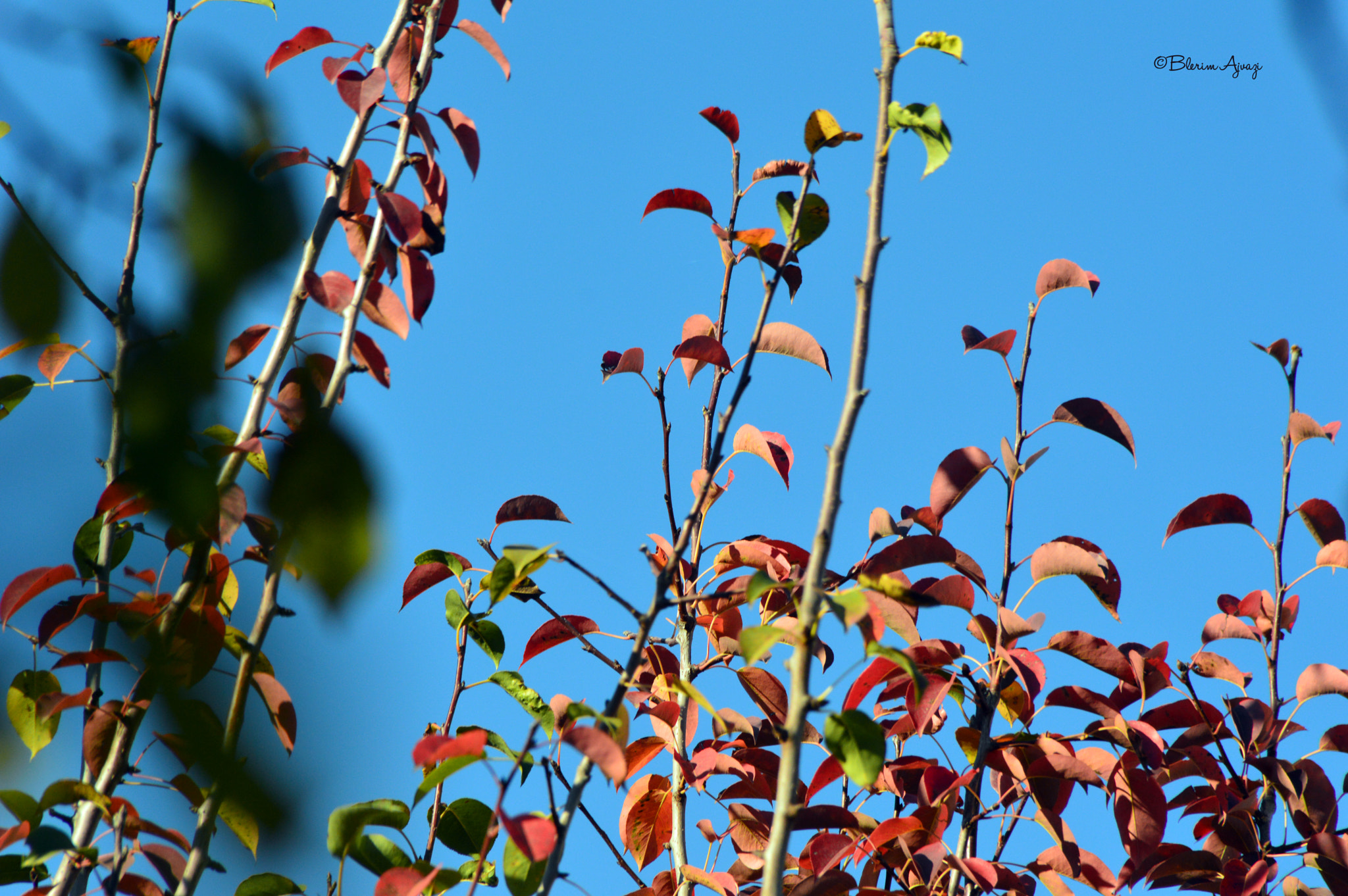 Sigma 28-200mm F3.5-5.6 Compact Aspherical Hyperzoom Macro sample photo. Autumn colors photography