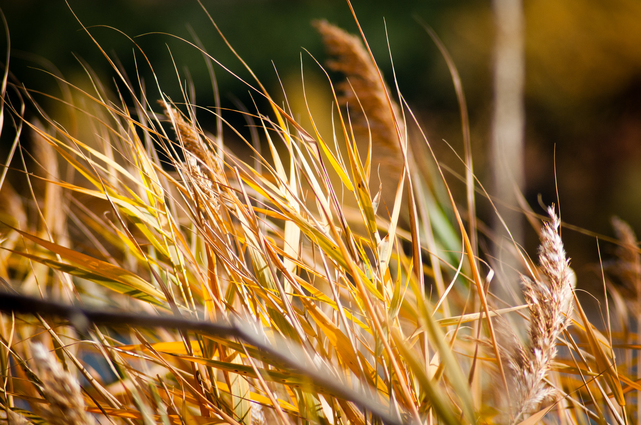 Nikon D300S sample photo. Yellow photography