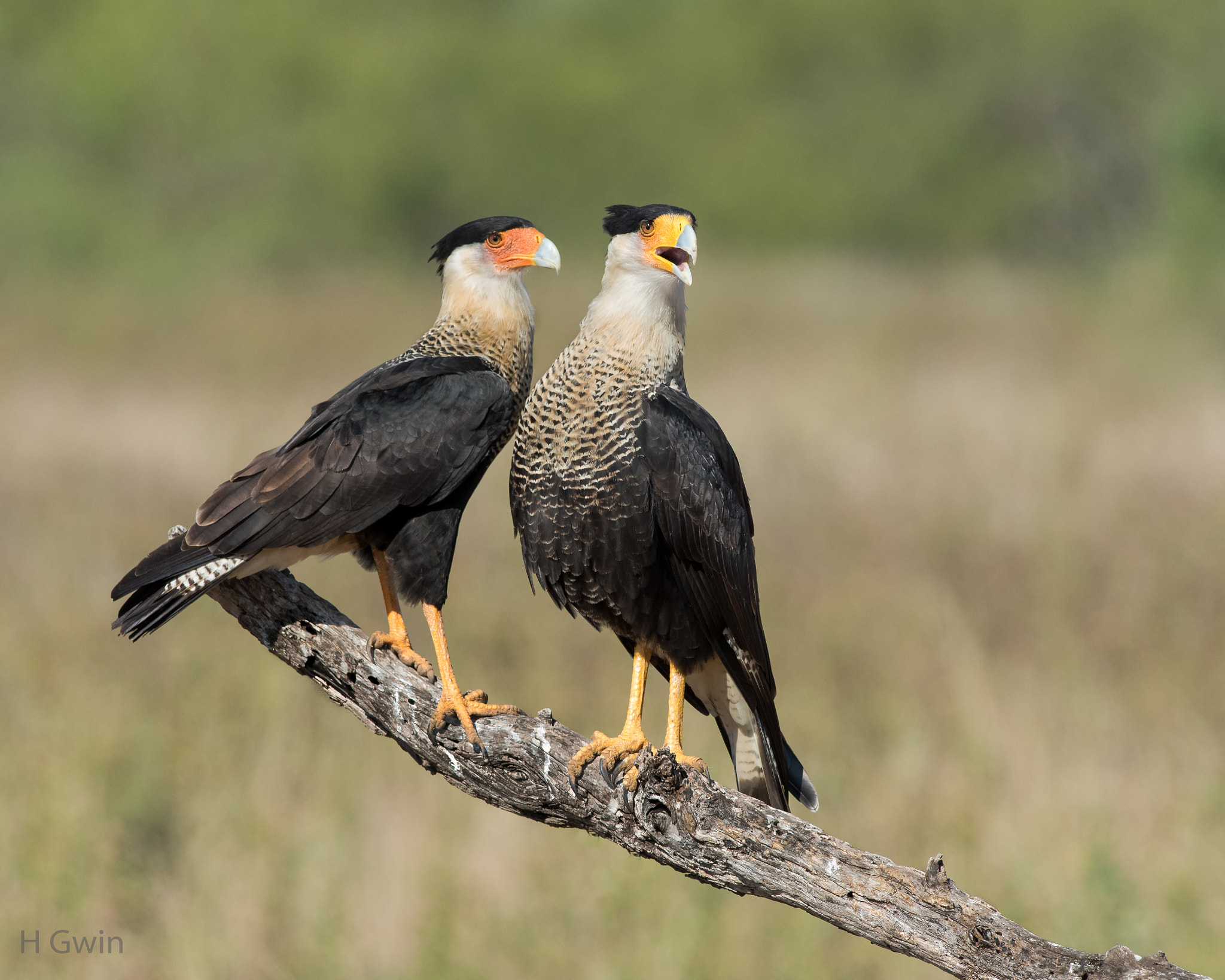 Nikon AF-S Nikkor 300mm F2.8G ED VR II sample photo. Mating pair of caracaras photography