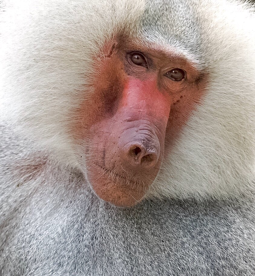 Olympus OM-D E-M1 sample photo. Portrait of a monkey photography