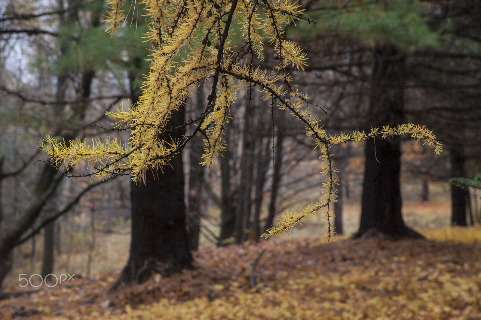 Minolta/Sony AF 24-105mm F3.5-4.5 (D) sample photo. Underwood photography