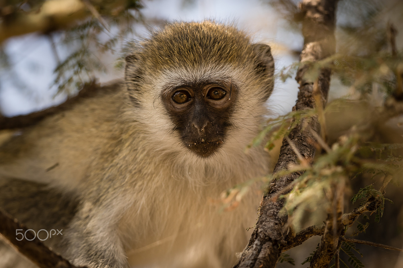 Canon EF 500mm F4L IS II USM sample photo. Sad vervet photography