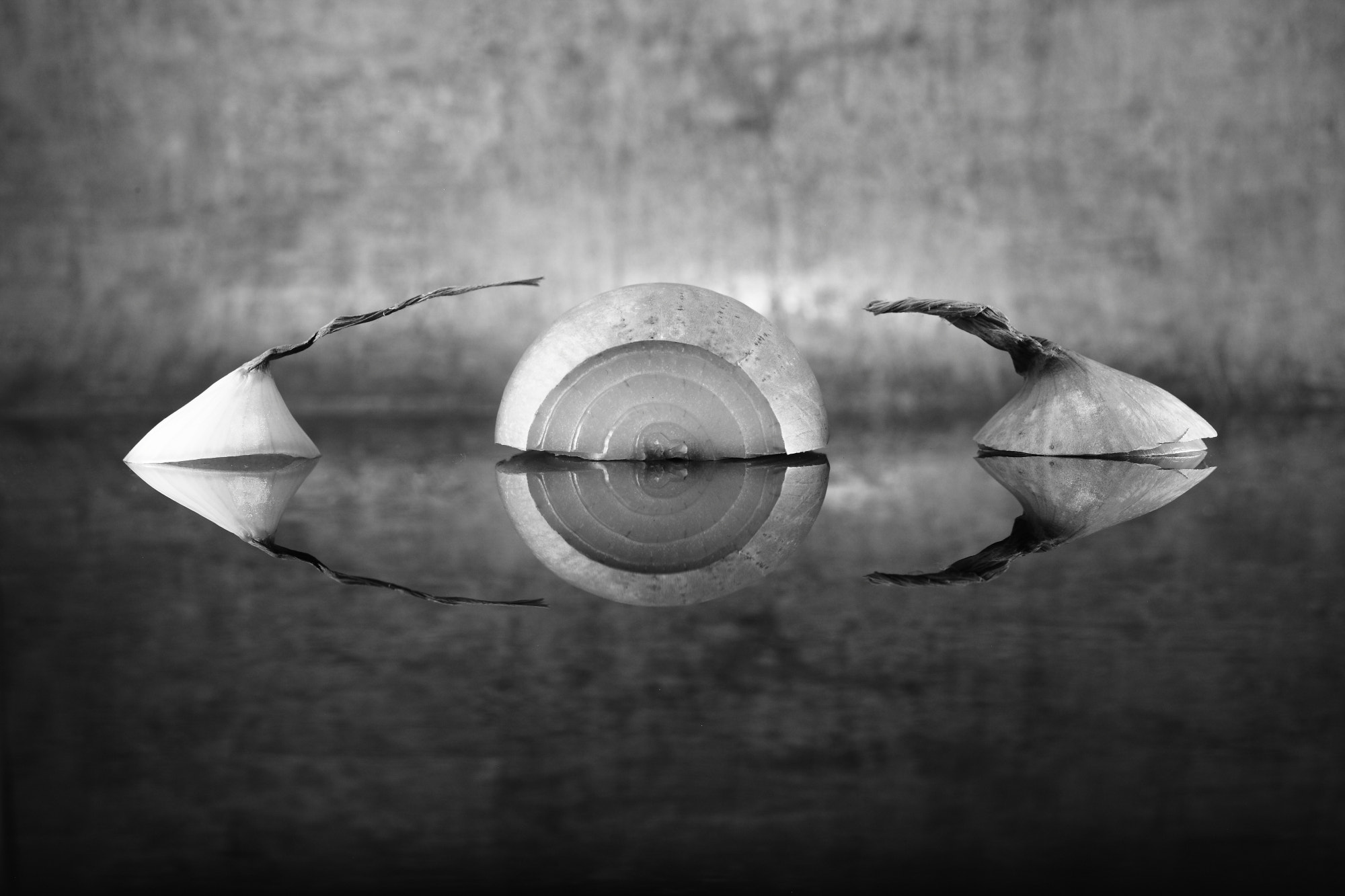 Canon EF 50mm F2.5 Macro sample photo. Bio vision photography