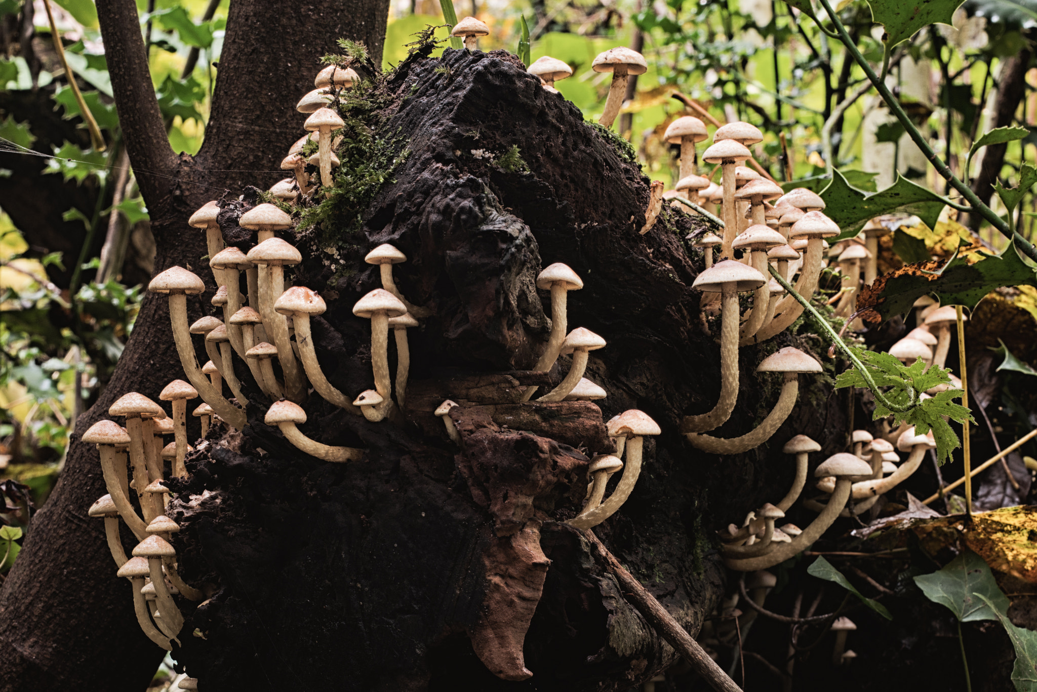 Samsung NX500 + Samsung NX 30mm F2 Pancake sample photo. Mushroom mountain  photography