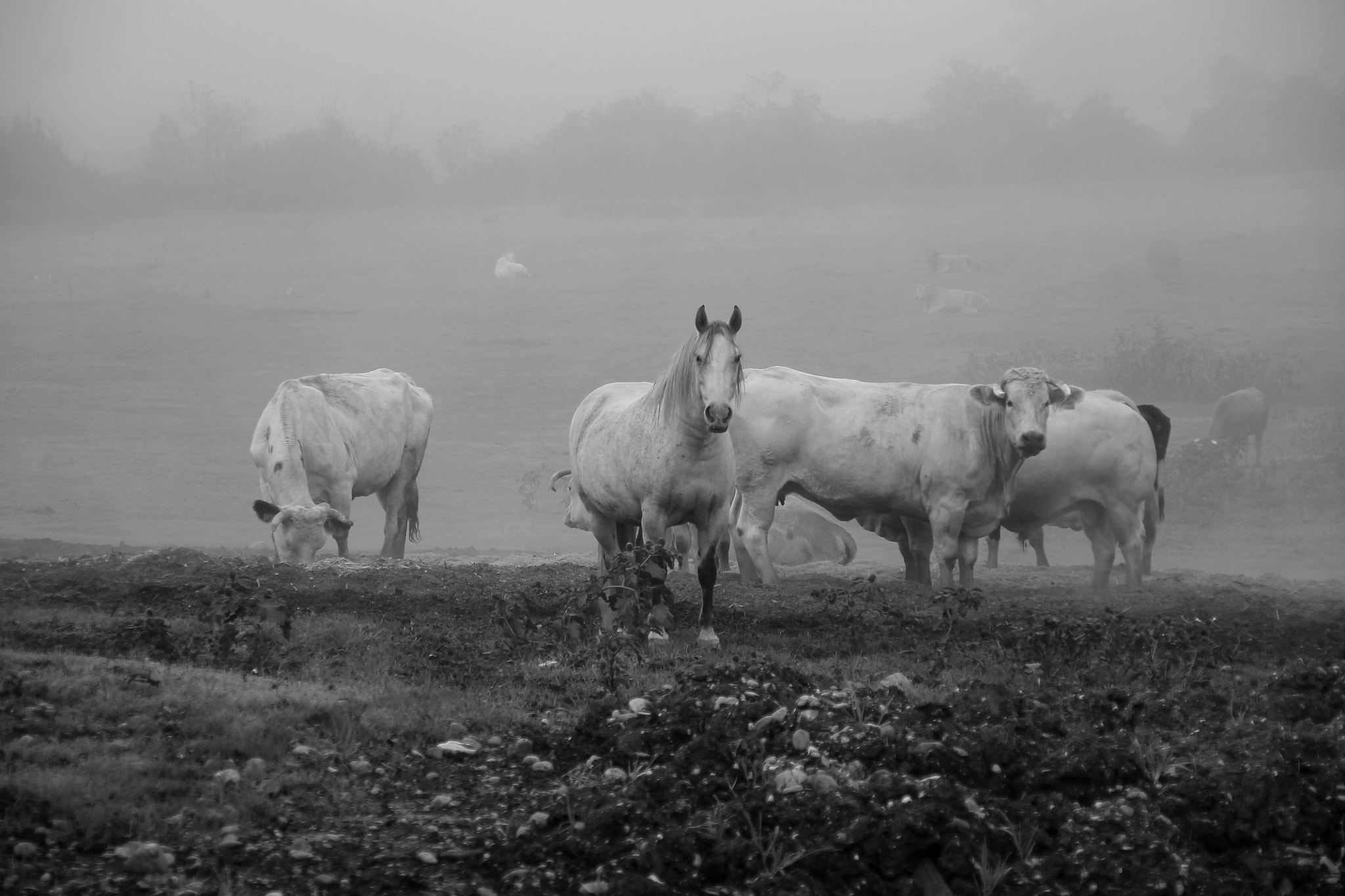 Canon EOS 1100D (EOS Rebel T3 / EOS Kiss X50) + Canon TS-E 90mm F2.8 Tilt-Shift sample photo. Horse among cows & bull 2 photography