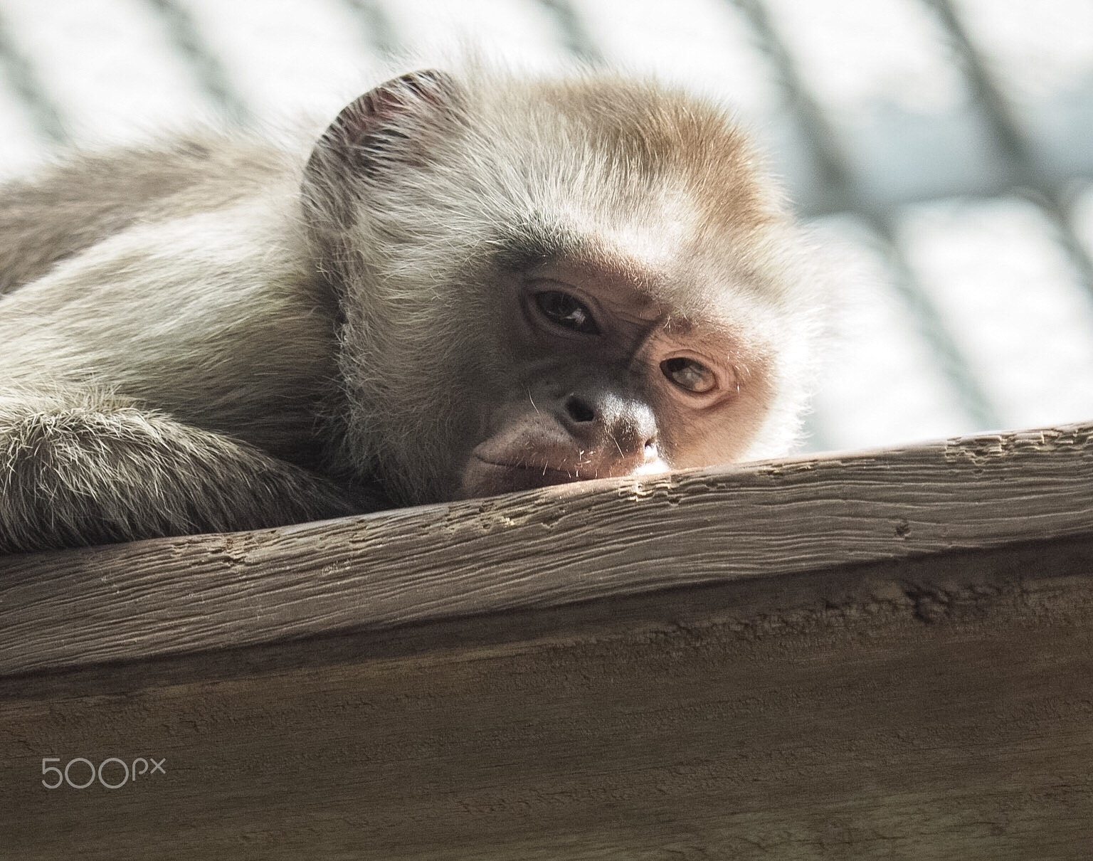 Olympus OM-D E-M1 sample photo. Monkey before sleep photography