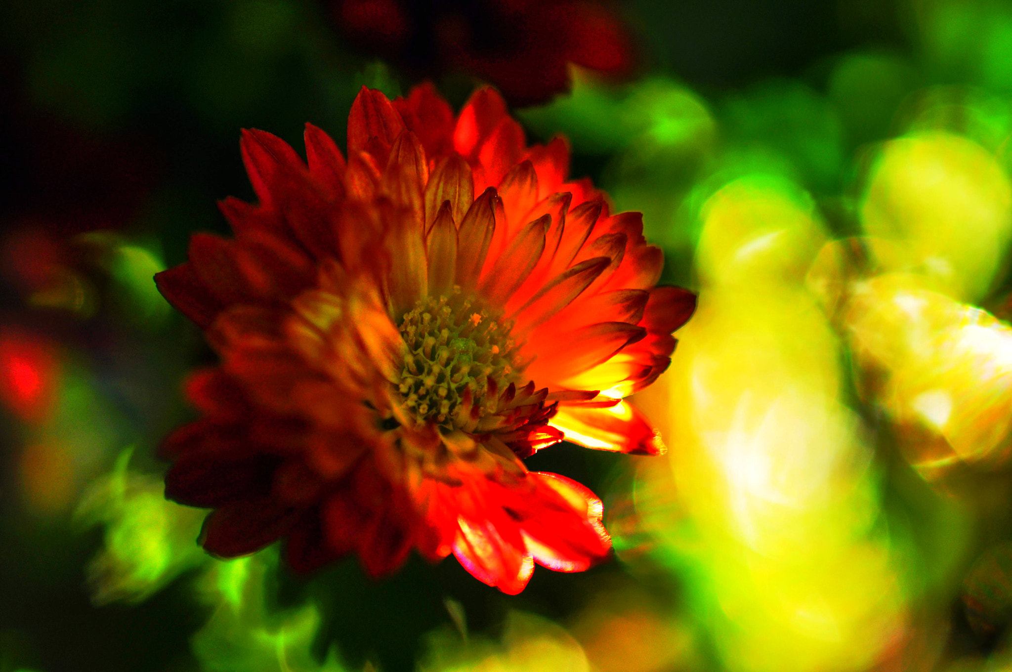 Nikon AF-S DX Micro Nikkor 40mm F2.8 sample photo