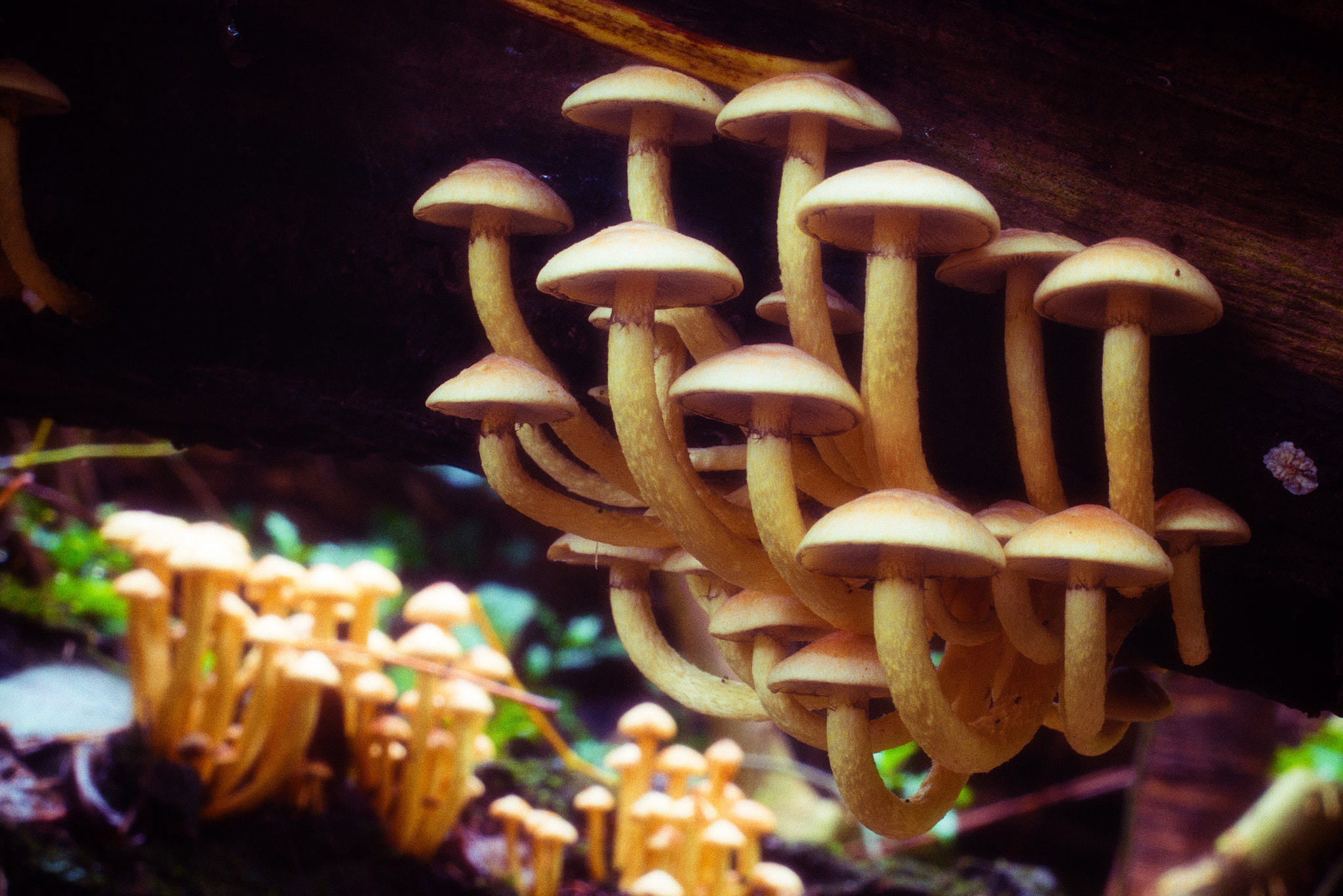 Samsung NX 30mm F2 Pancake sample photo. Bendy shroom photography