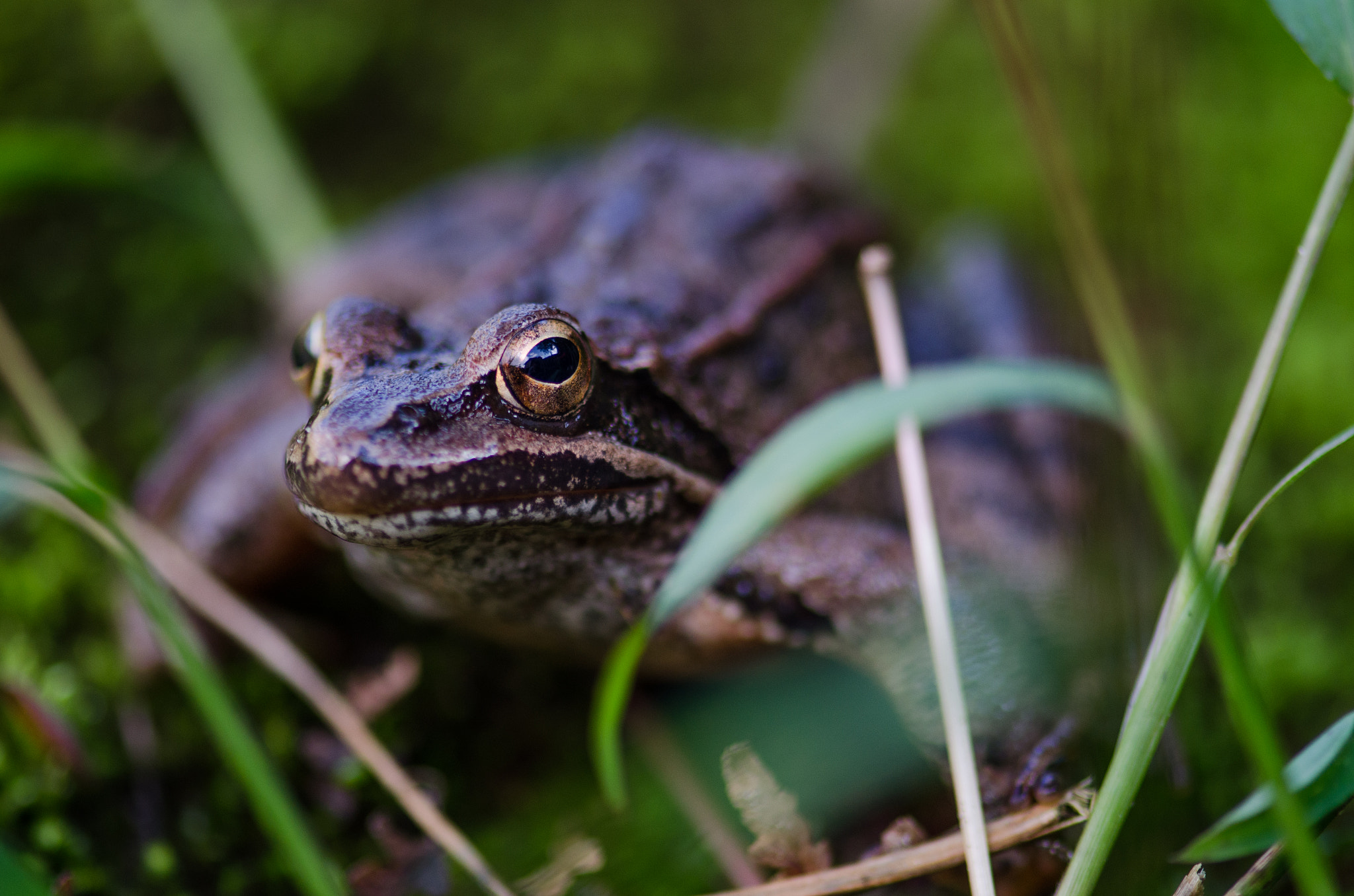 Nikon AF-S Micro-Nikkor 105mm F2.8G IF-ED VR sample photo. Close up photography