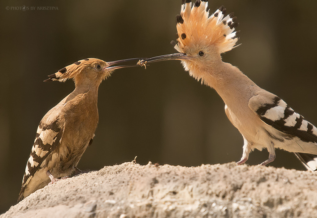 Sigma 50-500mm f/4-6.3 APO HSM EX sample photo. Caring love photography