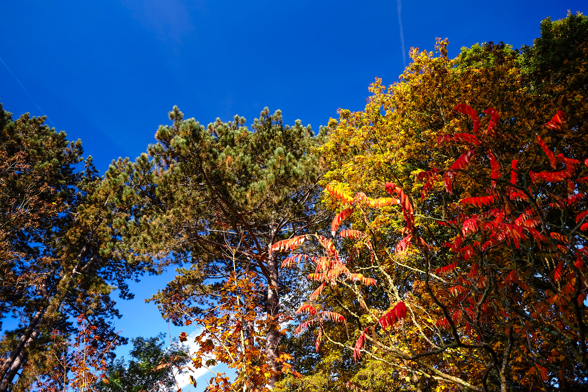 Fujifilm X-M1 + Fujifilm XF 14mm F2.8 R sample photo. Autumn colors photography