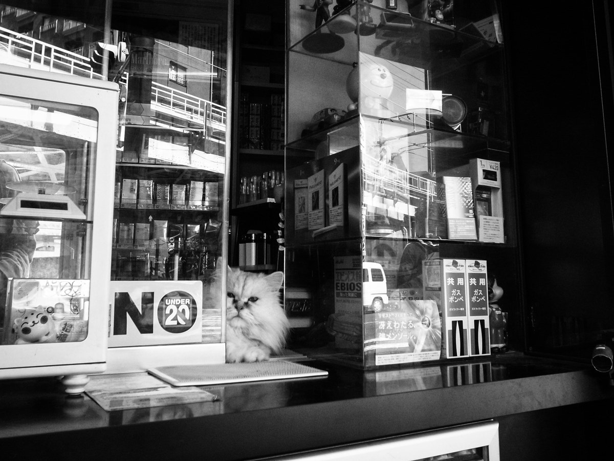 Ricoh GR DIGITAL 3 sample photo. Cat clerk photography