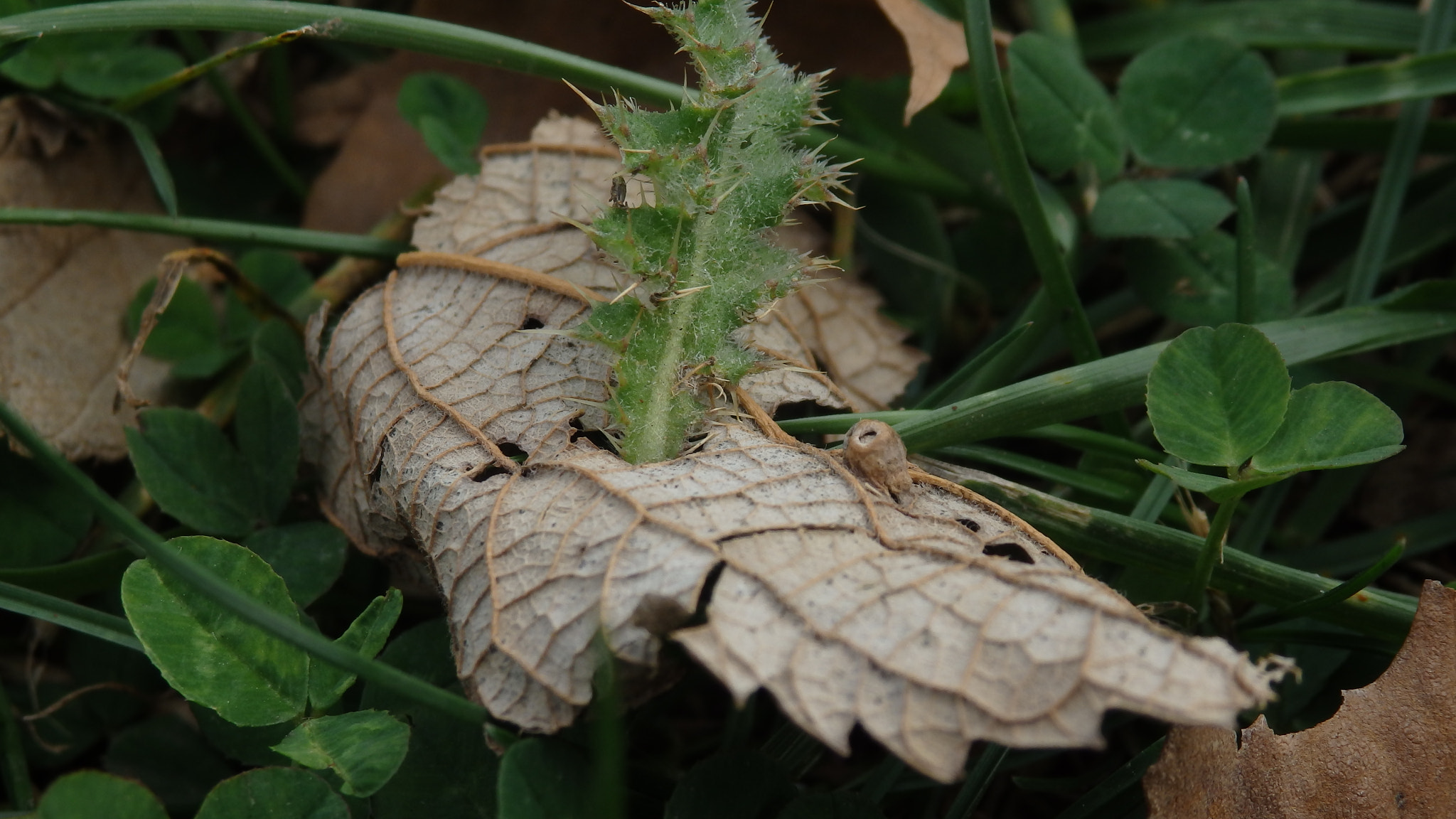 Olympus SZ-16,DZ-105 sample photo. Autumn dried leaf photography