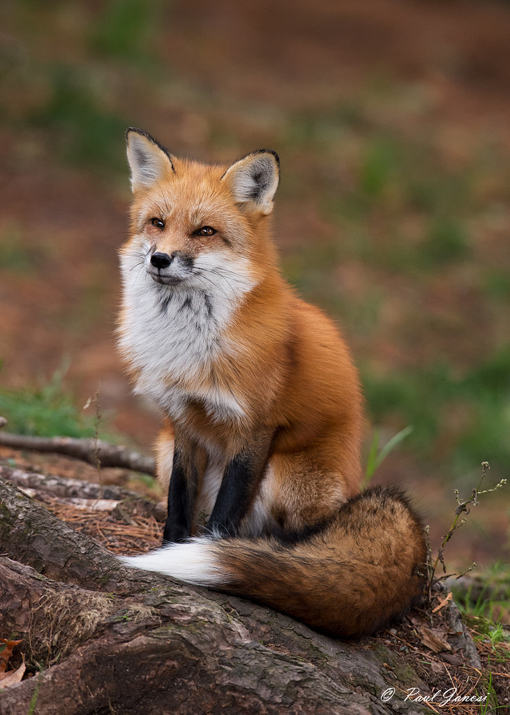 Red Fox By Paul Janosi 500px