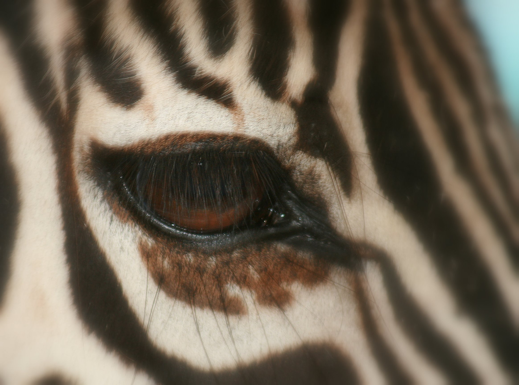 Canon EF 80-200mm F4.5-5.6 II sample photo. Zebra photography