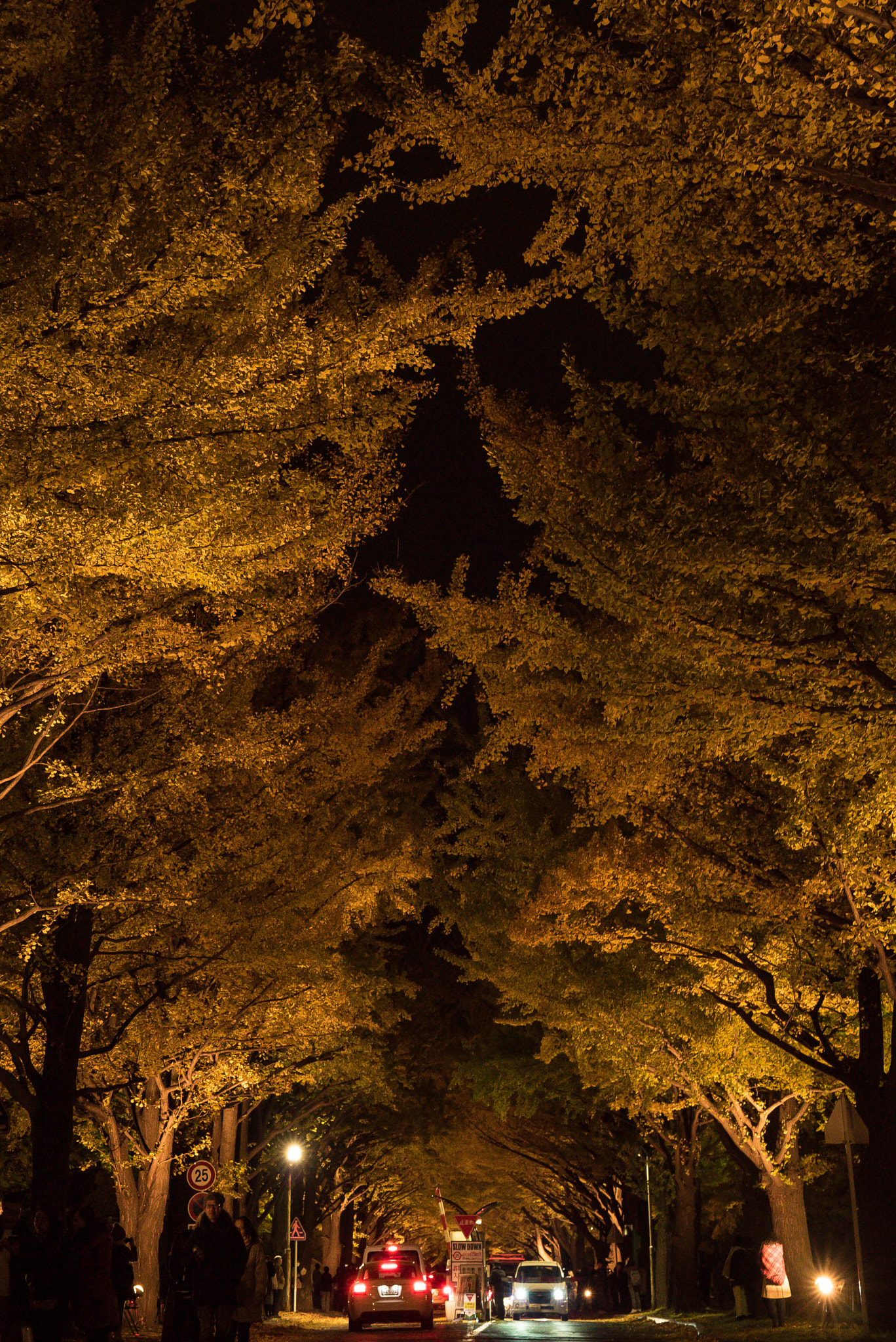 Sony FE 24-70mm F2.8 GM sample photo. Line of gingko trees at night photography