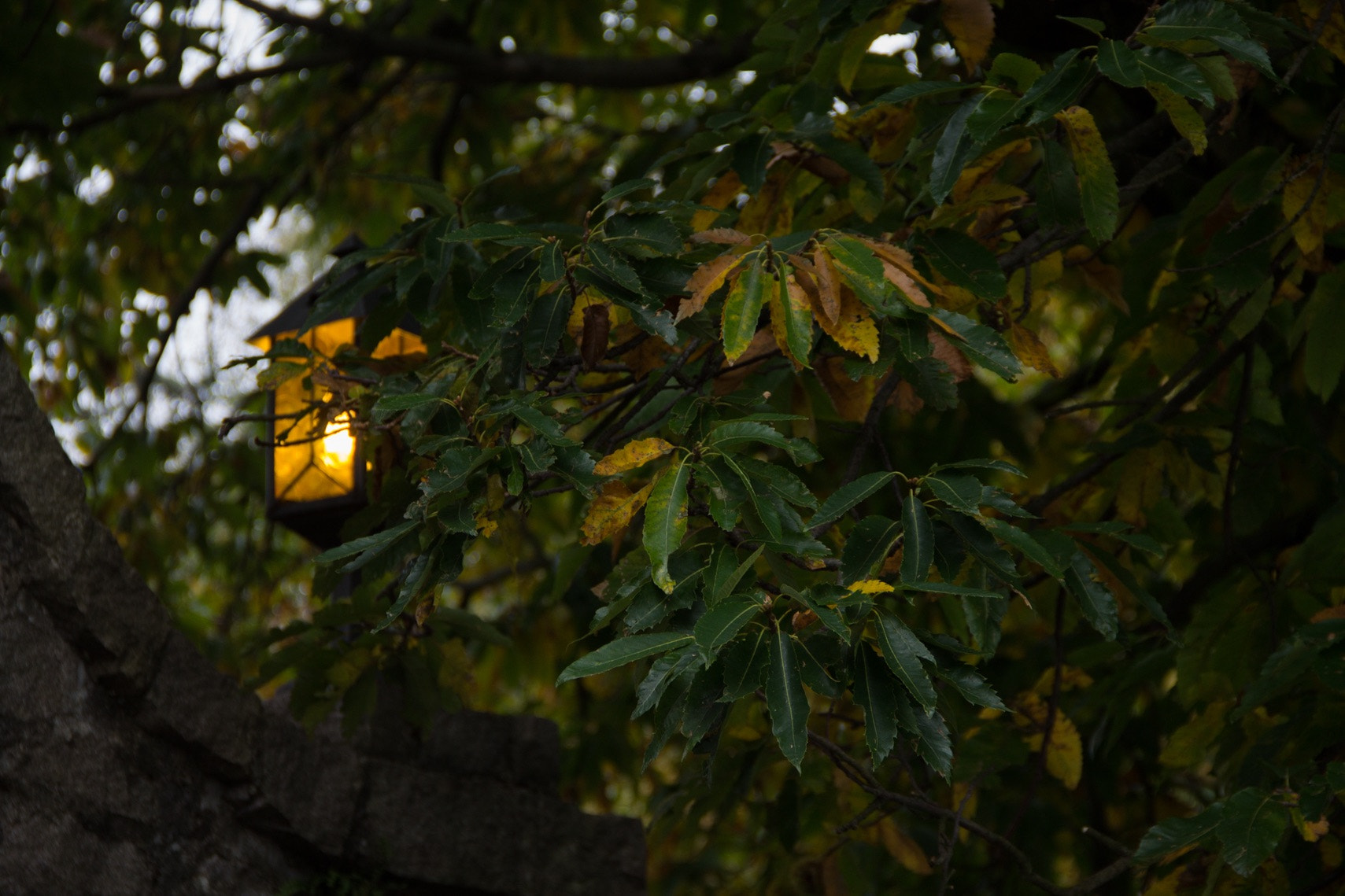 Canon EF-S 18-135mm F3.5-5.6 IS sample photo. Light through the leaves photography