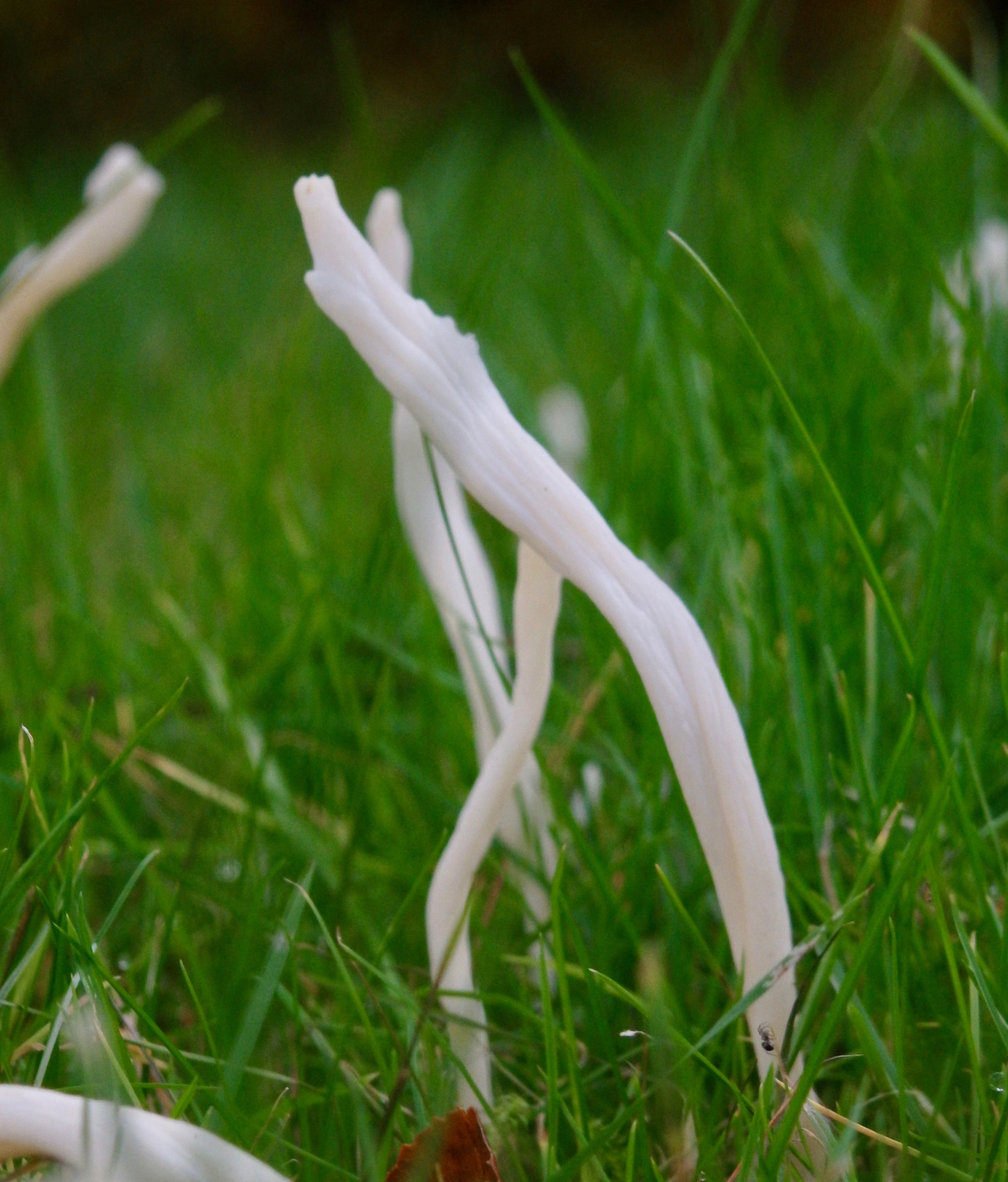 Olympus SZ-17 sample photo. Dancing mushrooms photography