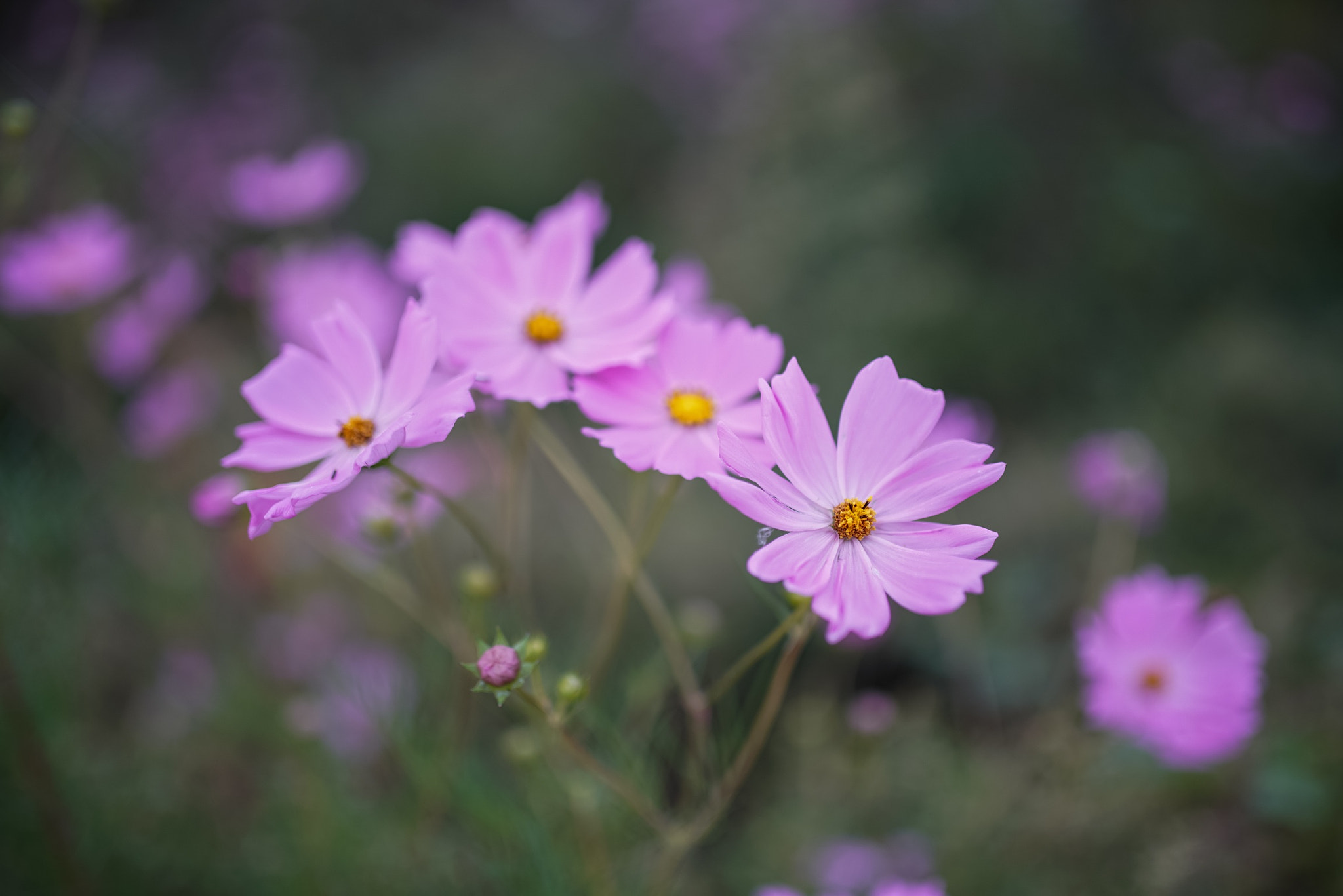 35mm F1.4 sample photo
