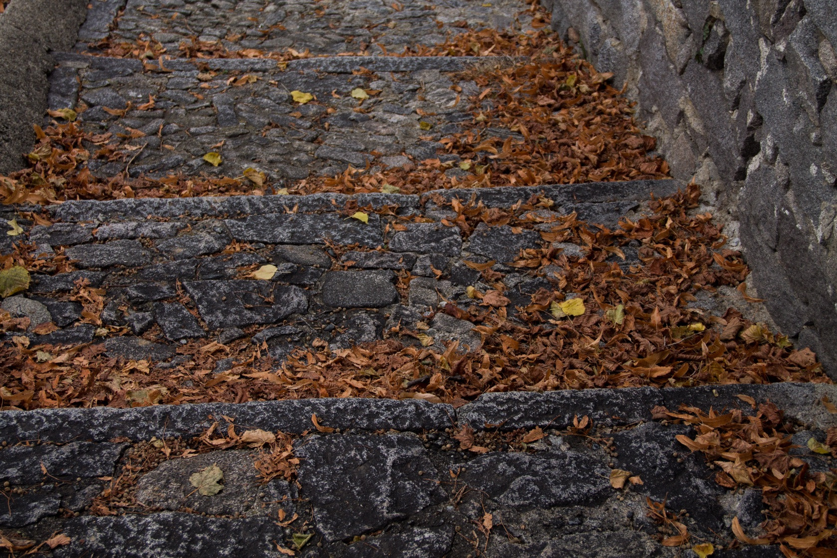 Canon EF-S 18-135mm F3.5-5.6 IS sample photo. Ladder with leaves photography