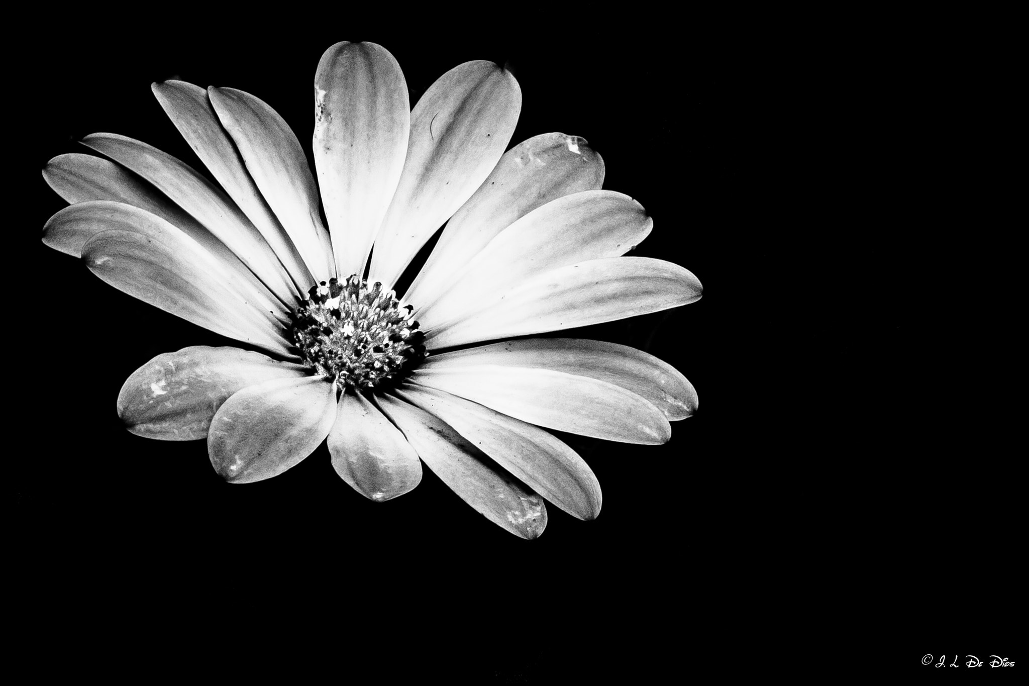 Canon EF-S 55-250mm F4-5.6 IS sample photo. Flor photography