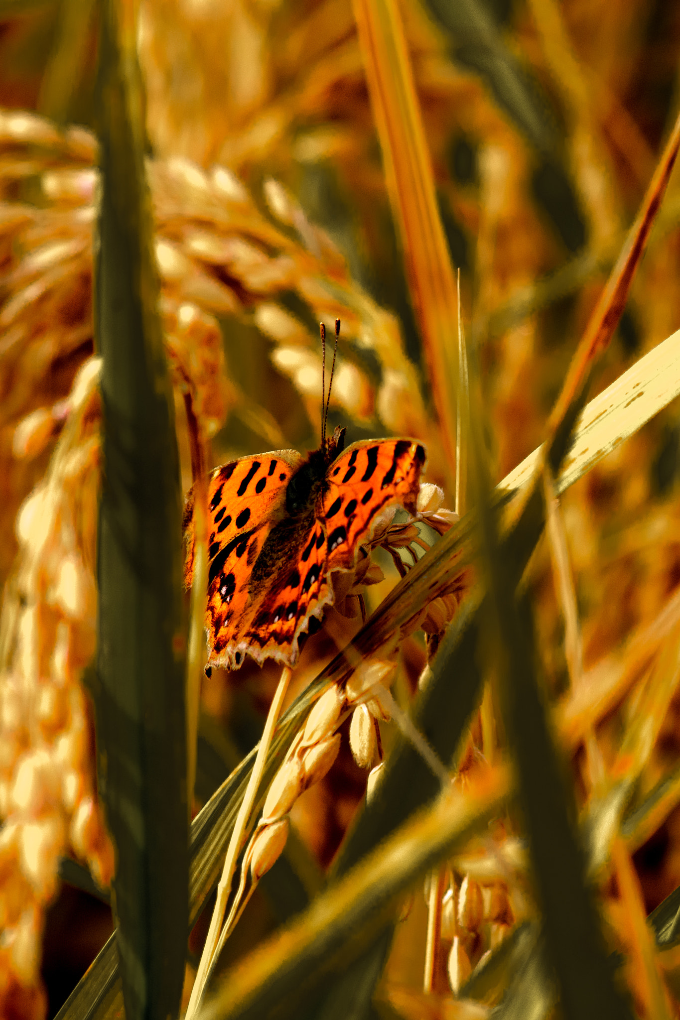 Pentax K-S2 + smc Pentax-DA L 50-200mm F4-5.6 ED WR sample photo. Autumn butterfly photography