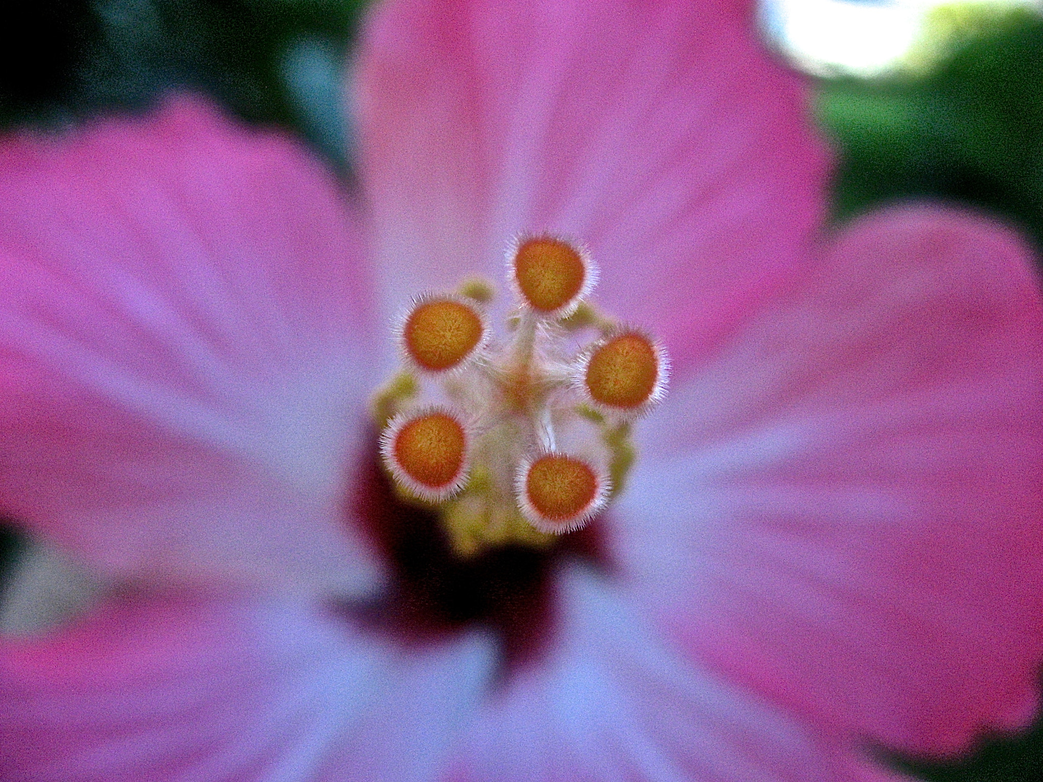 Canon POWERSHOT SD700 IS sample photo. Fuzzy hibiscus anthers photography