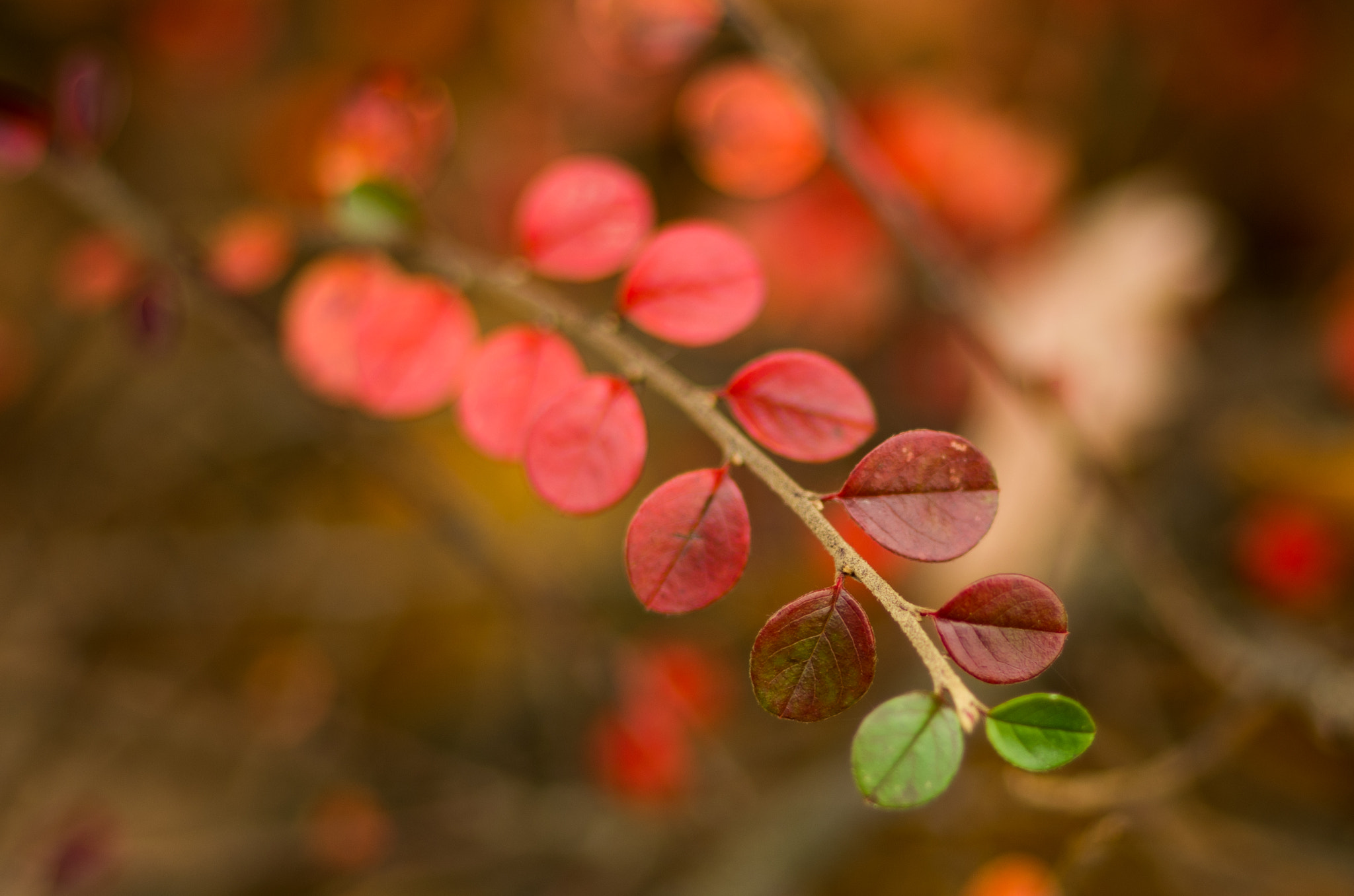 Pentax K-500 + Pentax smc FA 77mm 1.8 Limited sample photo. Evanescence photography