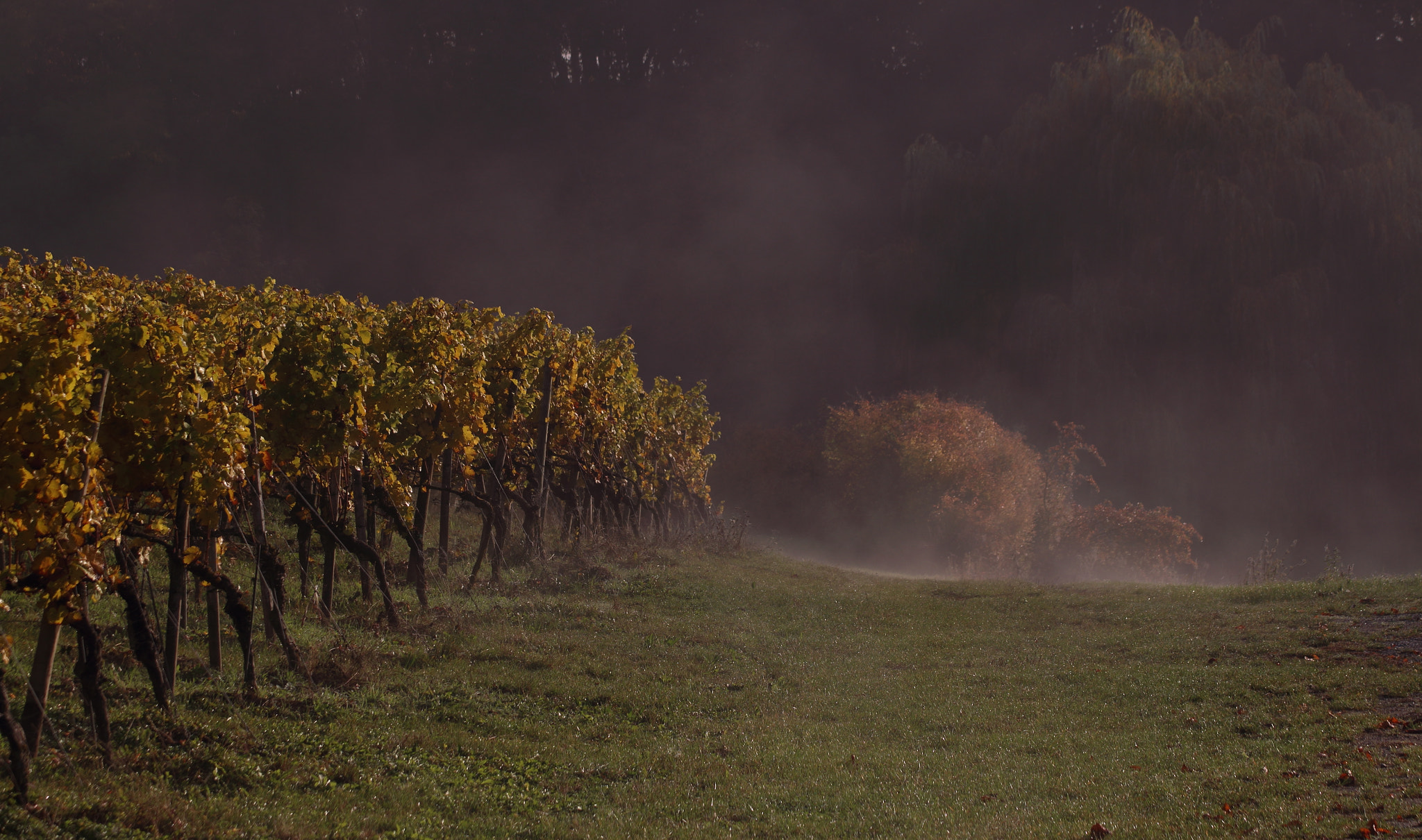 Canon EOS 650D (EOS Rebel T4i / EOS Kiss X6i) sample photo. Wine-growing village in autumn photography