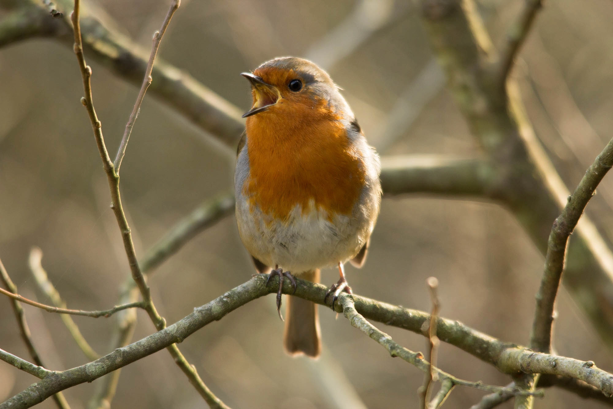 Sigma 150-500mm F5-6.3 DG OS HSM sample photo. Singingrobin photography