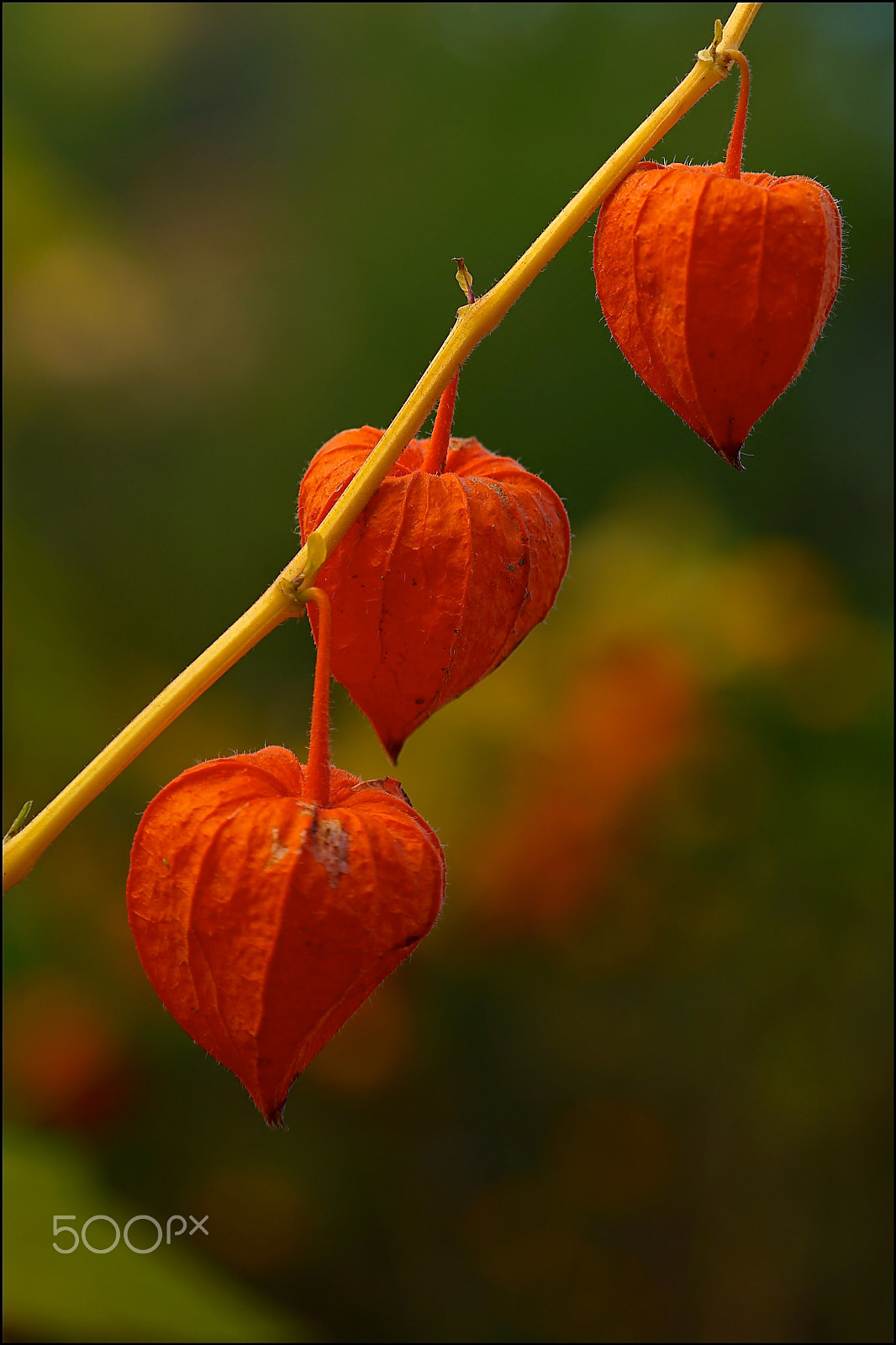 Sony a7 II + Sony FE 70-200mm F4 G OSS sample photo. Dsc photography