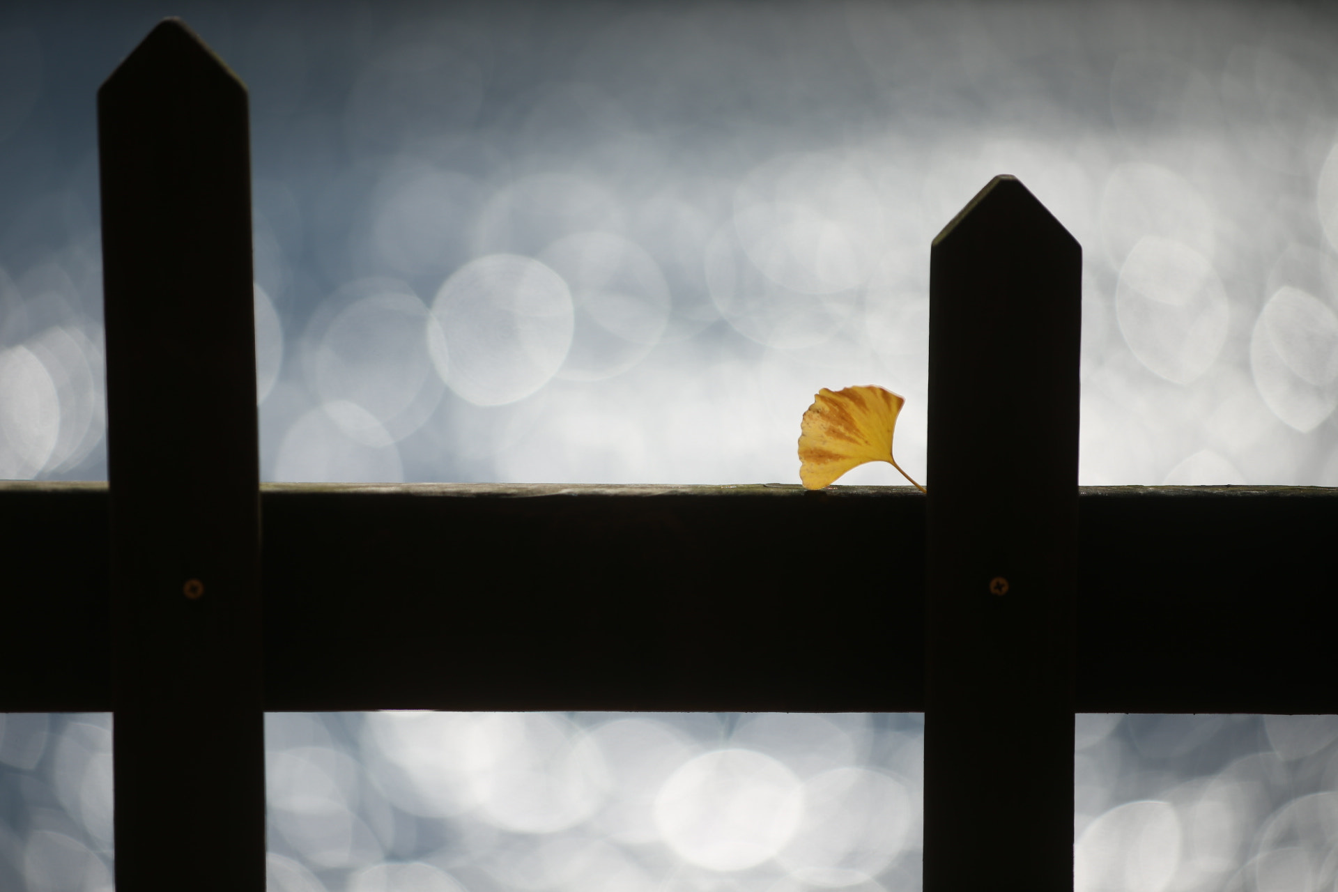 Canon EOS 6D + Canon EF 80-200mm f/2.8L sample photo