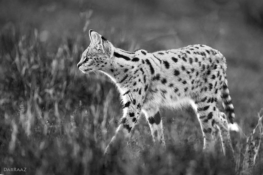 Nikon D3S sample photo. Serval photography