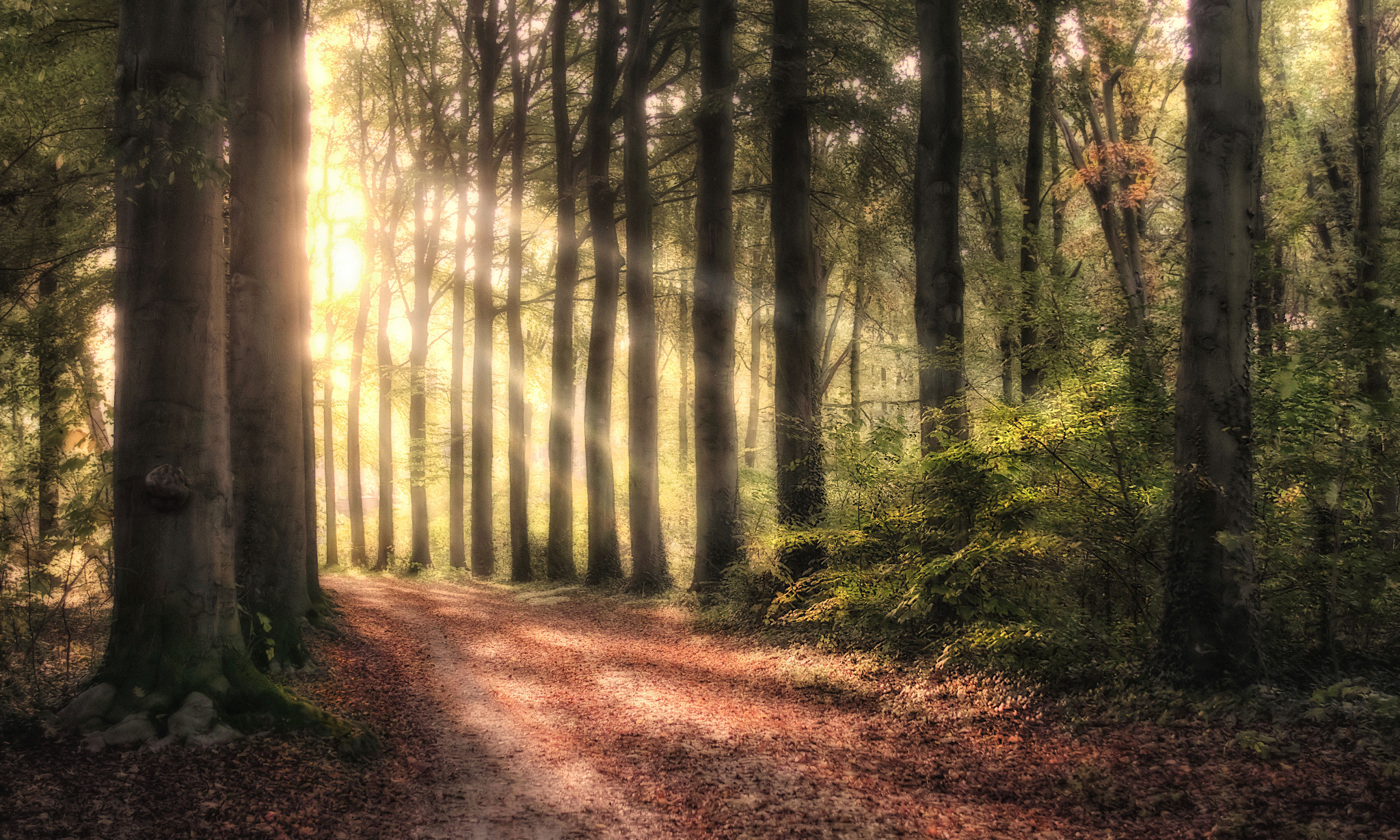 EF28-70mm f/2.8L USM sample photo. Forest light photography
