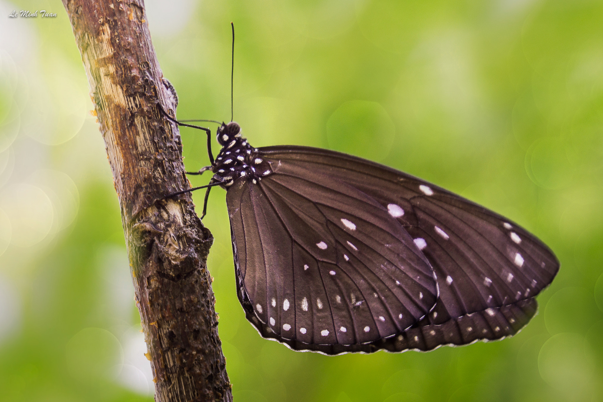 Sony Alpha NEX-7 + Sony E 55-210mm F4.5-6.3 OSS sample photo. Butterfly photography