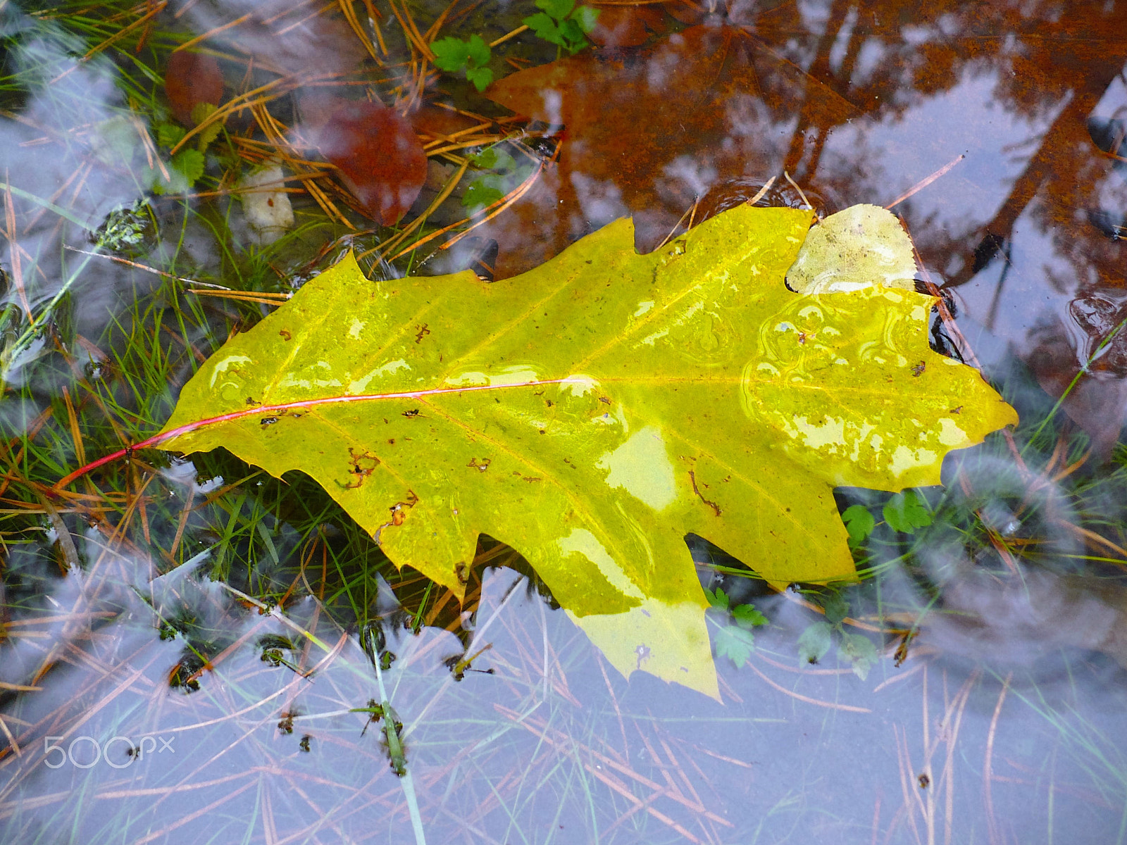 Panasonic DMC-LZ7 sample photo. Maple leaf fall photography
