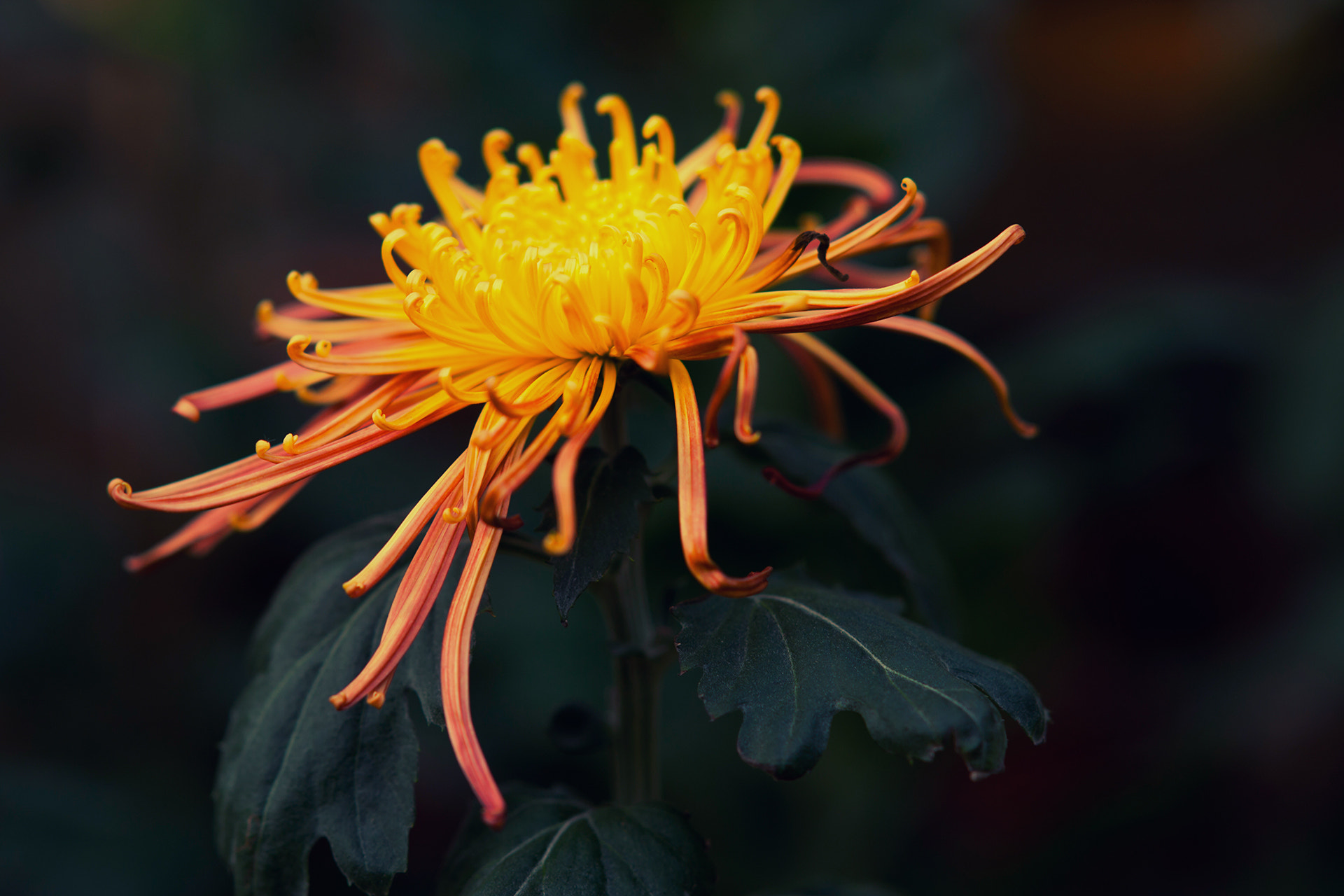 Sony Alpha DSLR-A900 sample photo. Chrysanthemum ii photography