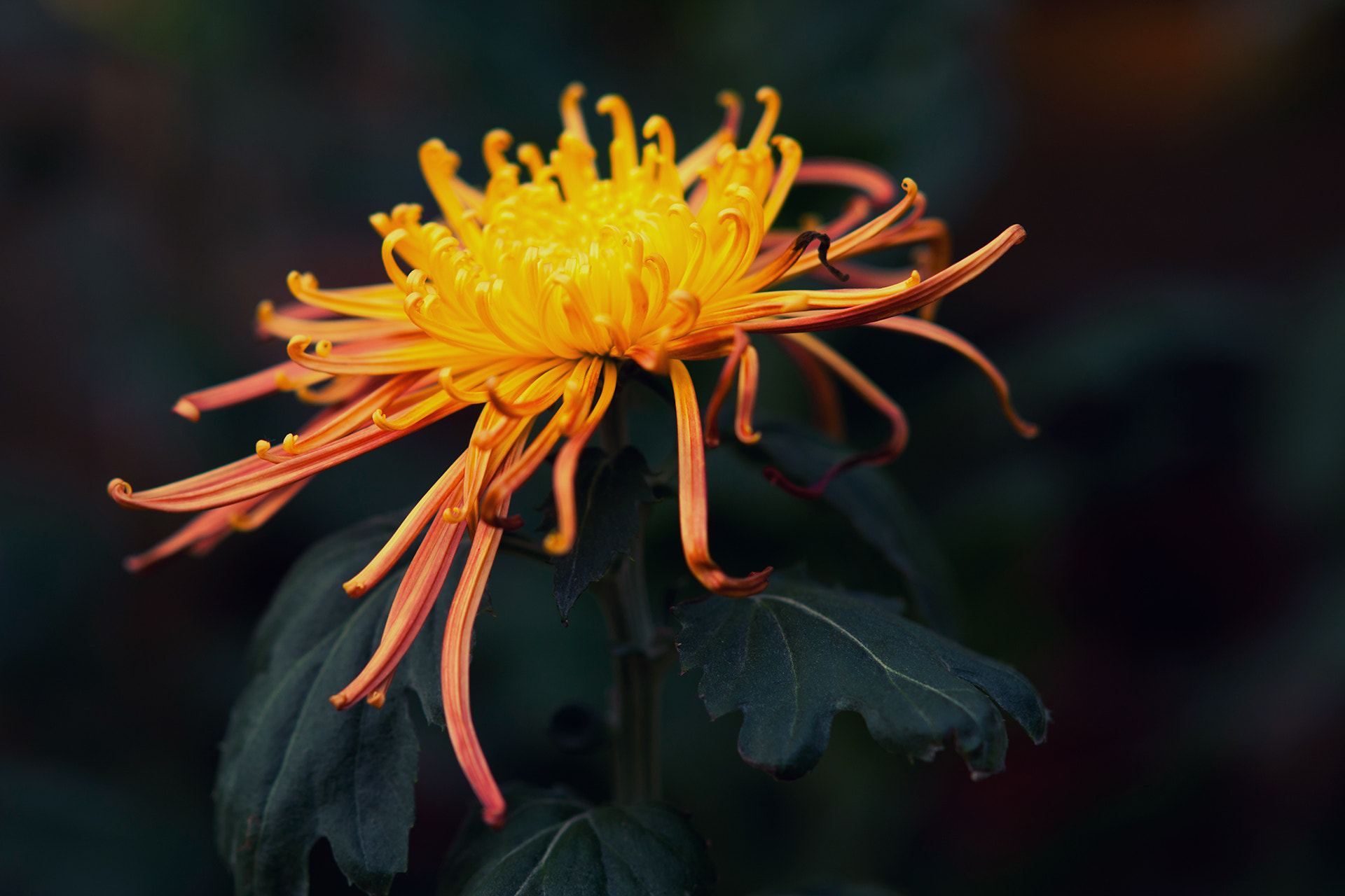Sony Sonnar T* 135mm F1.8 ZA sample photo. Chrysanthemum ii photography