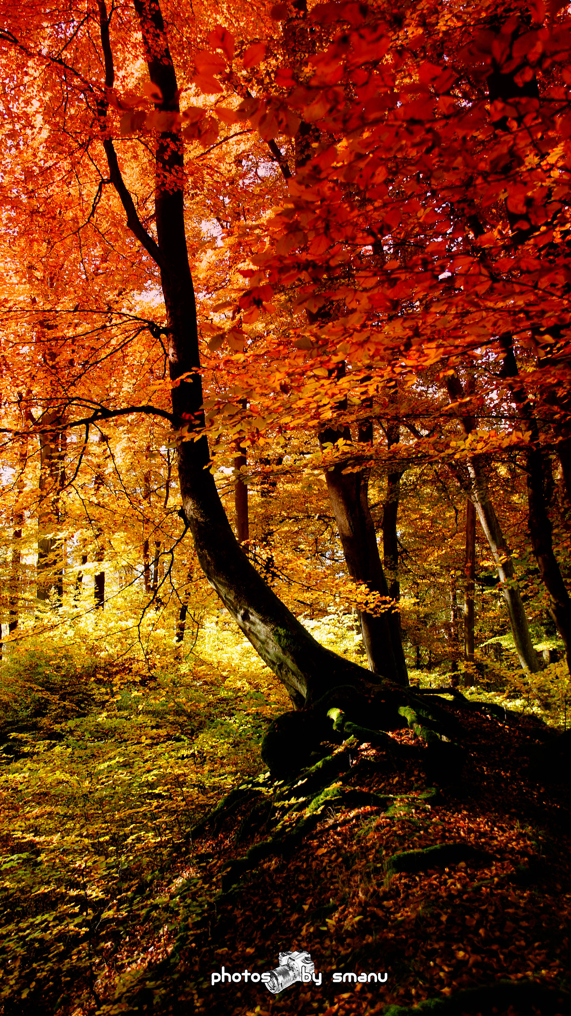Sony SLT-A55 (SLT-A55V) sample photo. Colorful tree photography