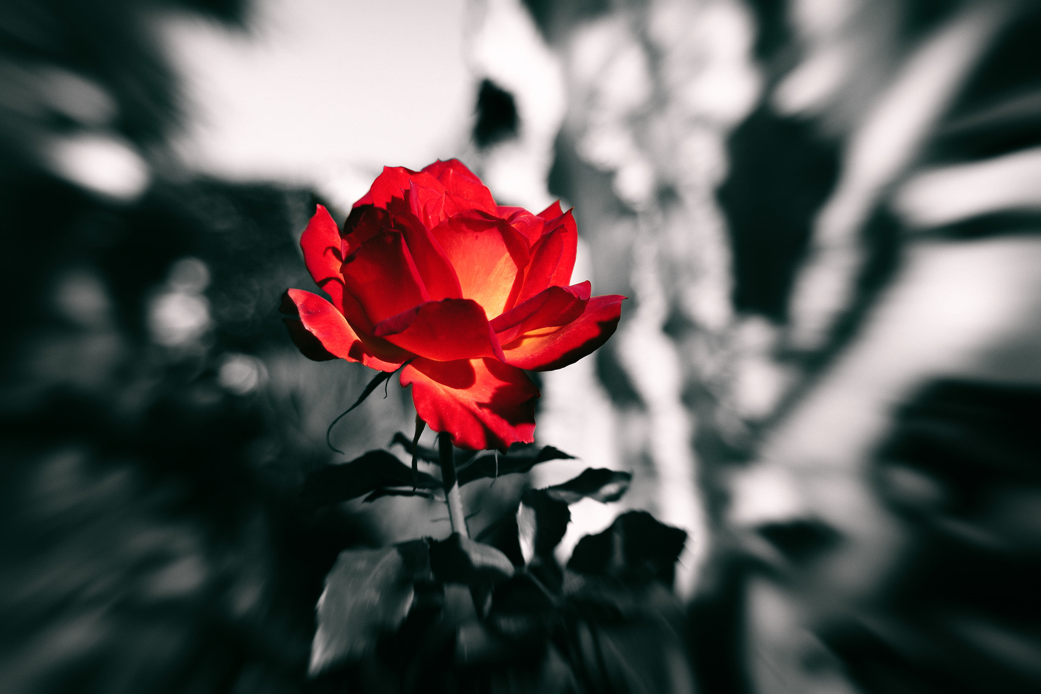 Samsung NX500 + Samsung NX 16-50mm F3.5-5.6 Power Zoom ED OIS sample photo. Red, black & white photography