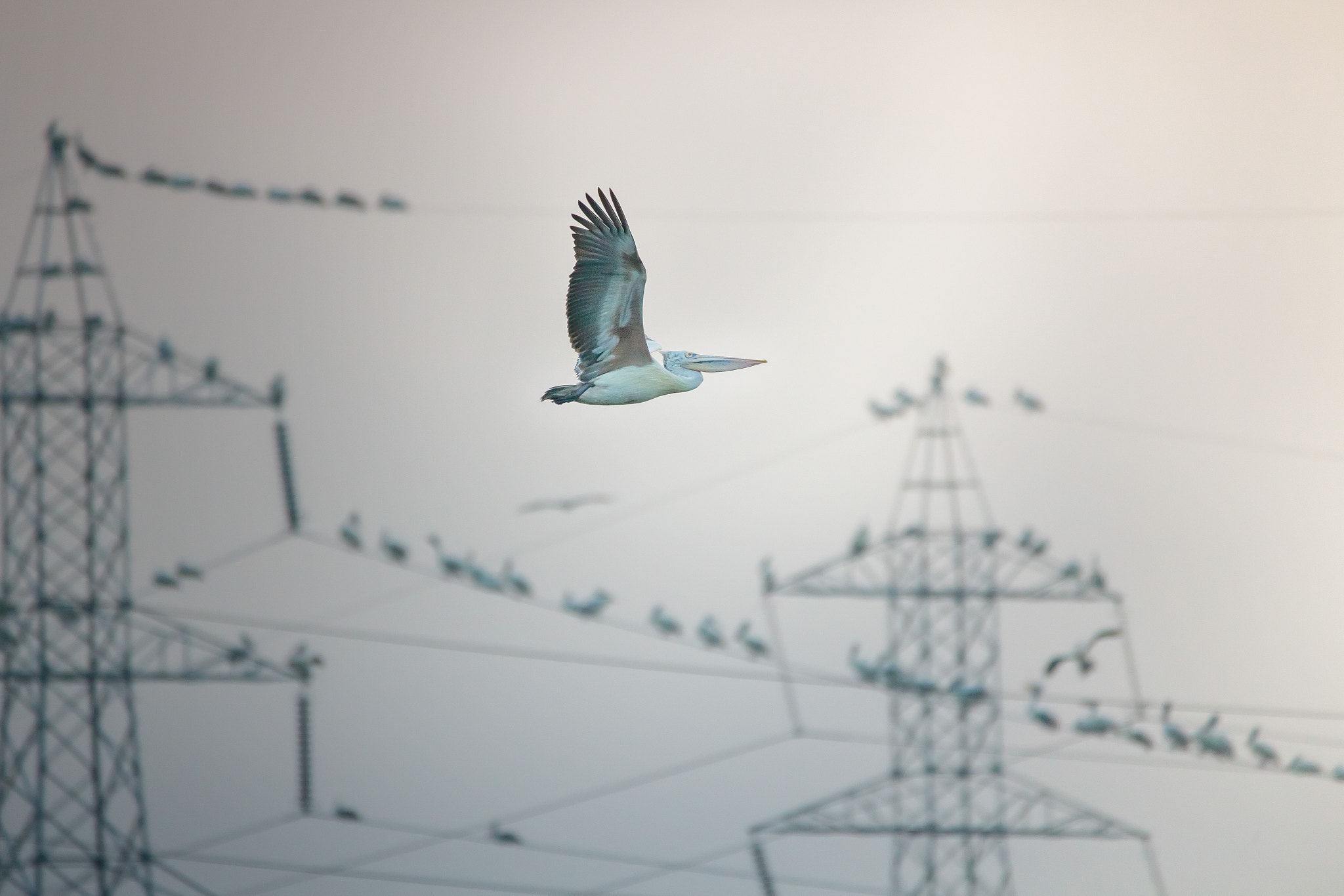 150-600mm F5-6.3 DG OS HSM | Contemporary 015 sample photo. Pelican photography