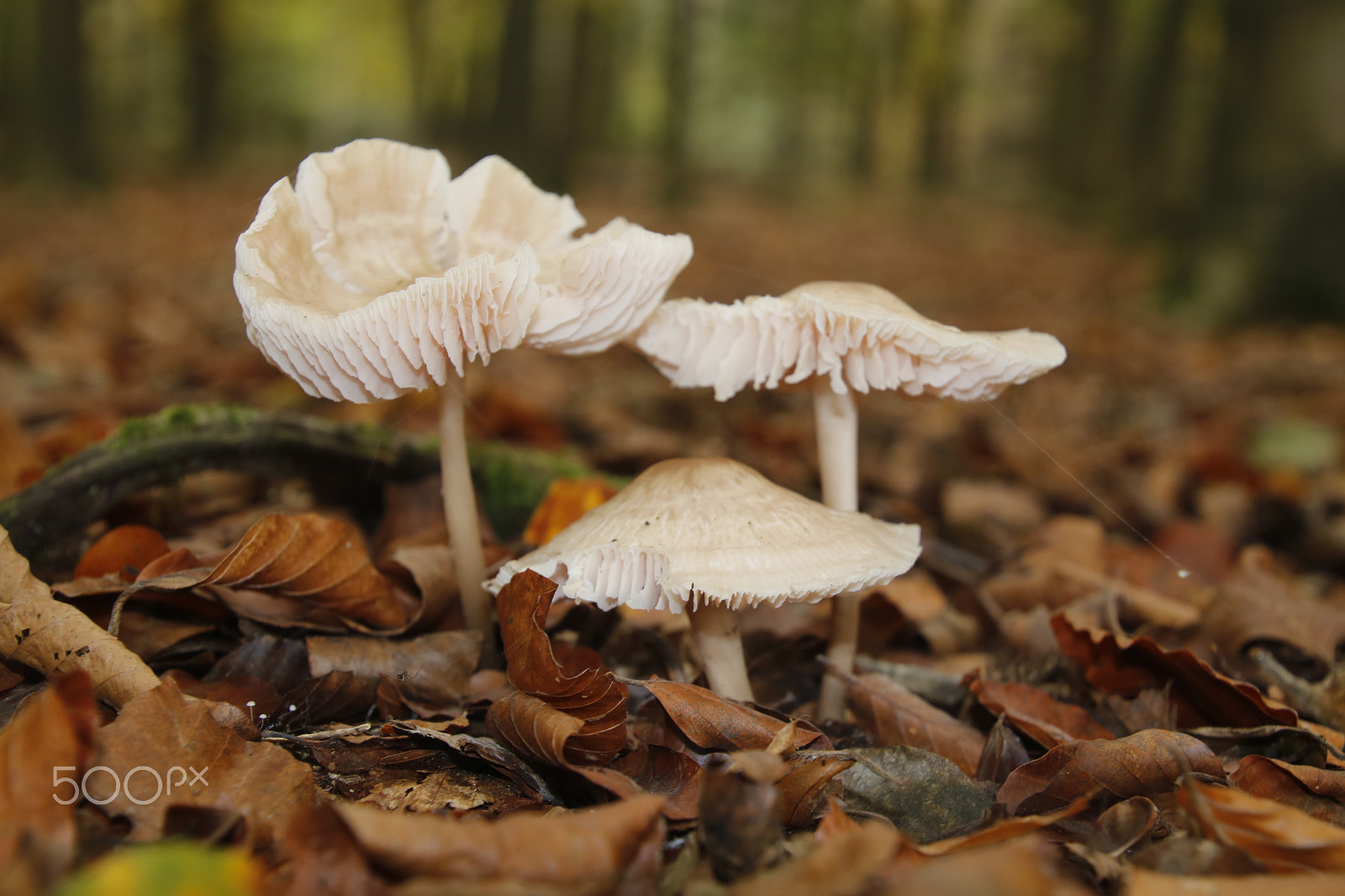 Canon EOS 750D (EOS Rebel T6i / EOS Kiss X8i) sample photo. Paddestoelen photography