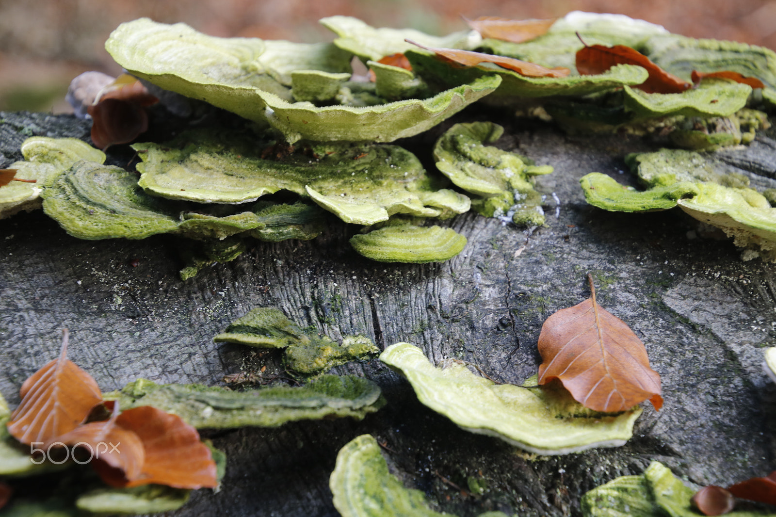 Canon EOS 750D (EOS Rebel T6i / EOS Kiss X8i) sample photo. Paddestoelen 2 photography