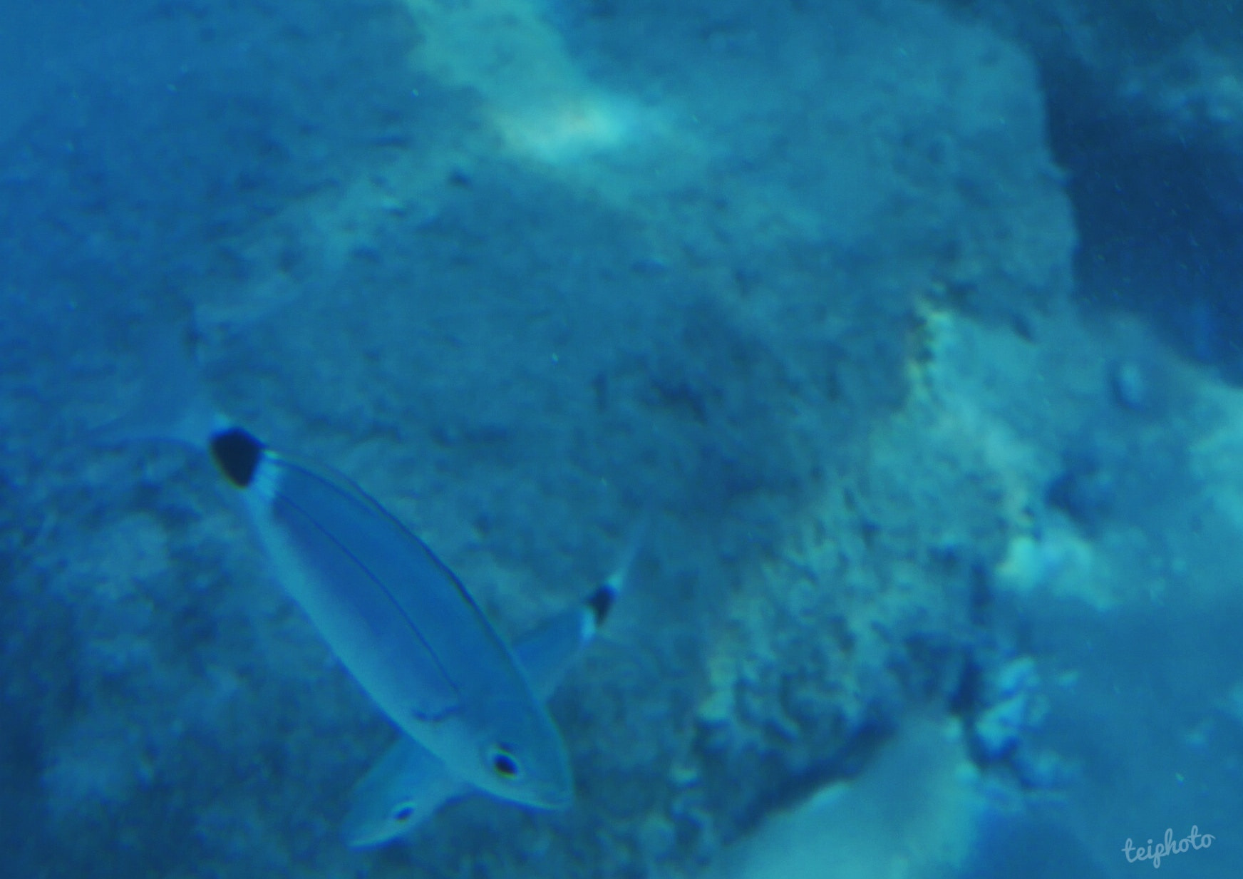 LUMIX G 25/F1.7 sample photo. Underwater türkei photography