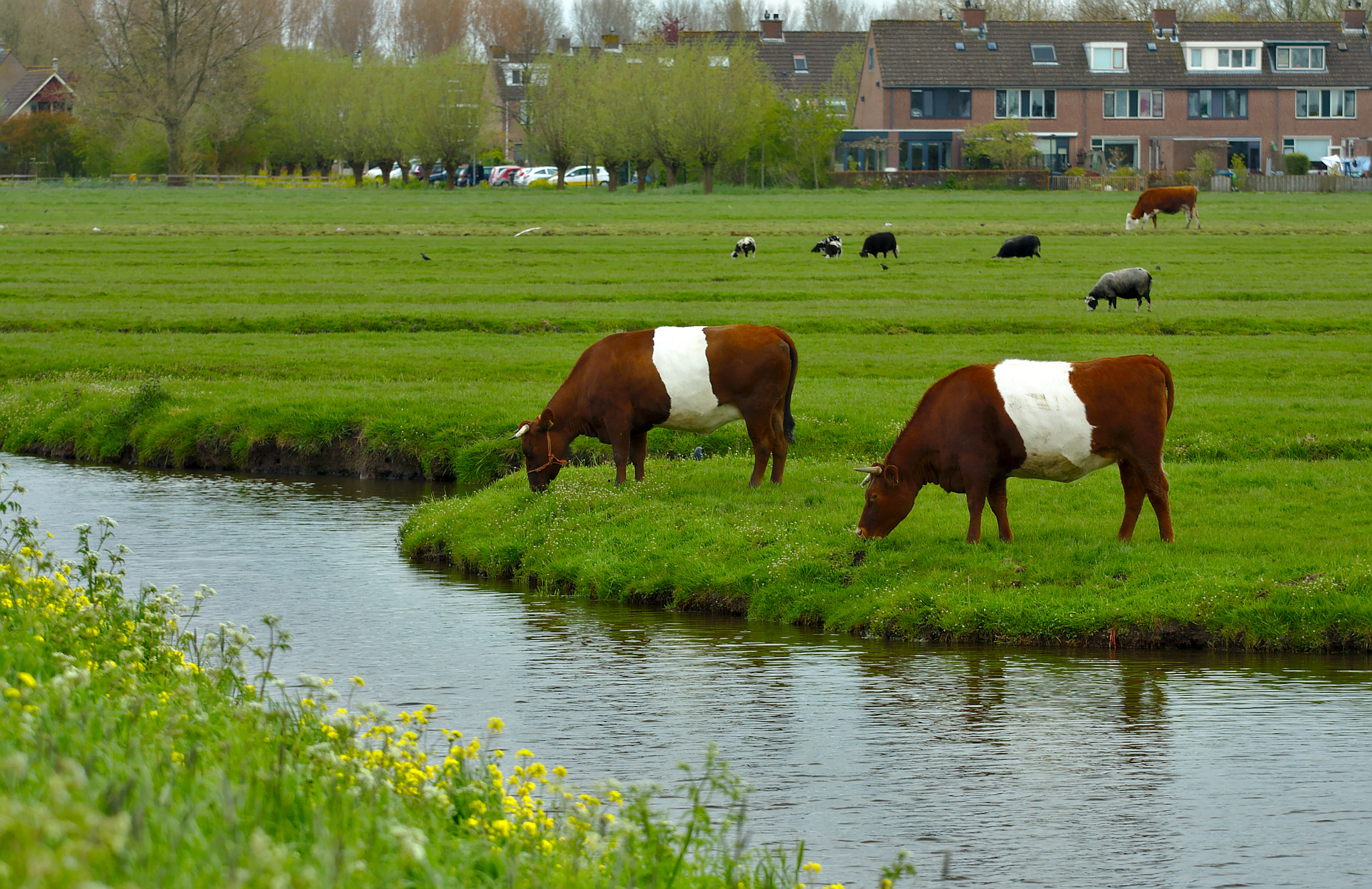 Canon EOS 450D (EOS Rebel XSi / EOS Kiss X2) + Canon EF 70-200mm F4L USM sample photo. Polder photography