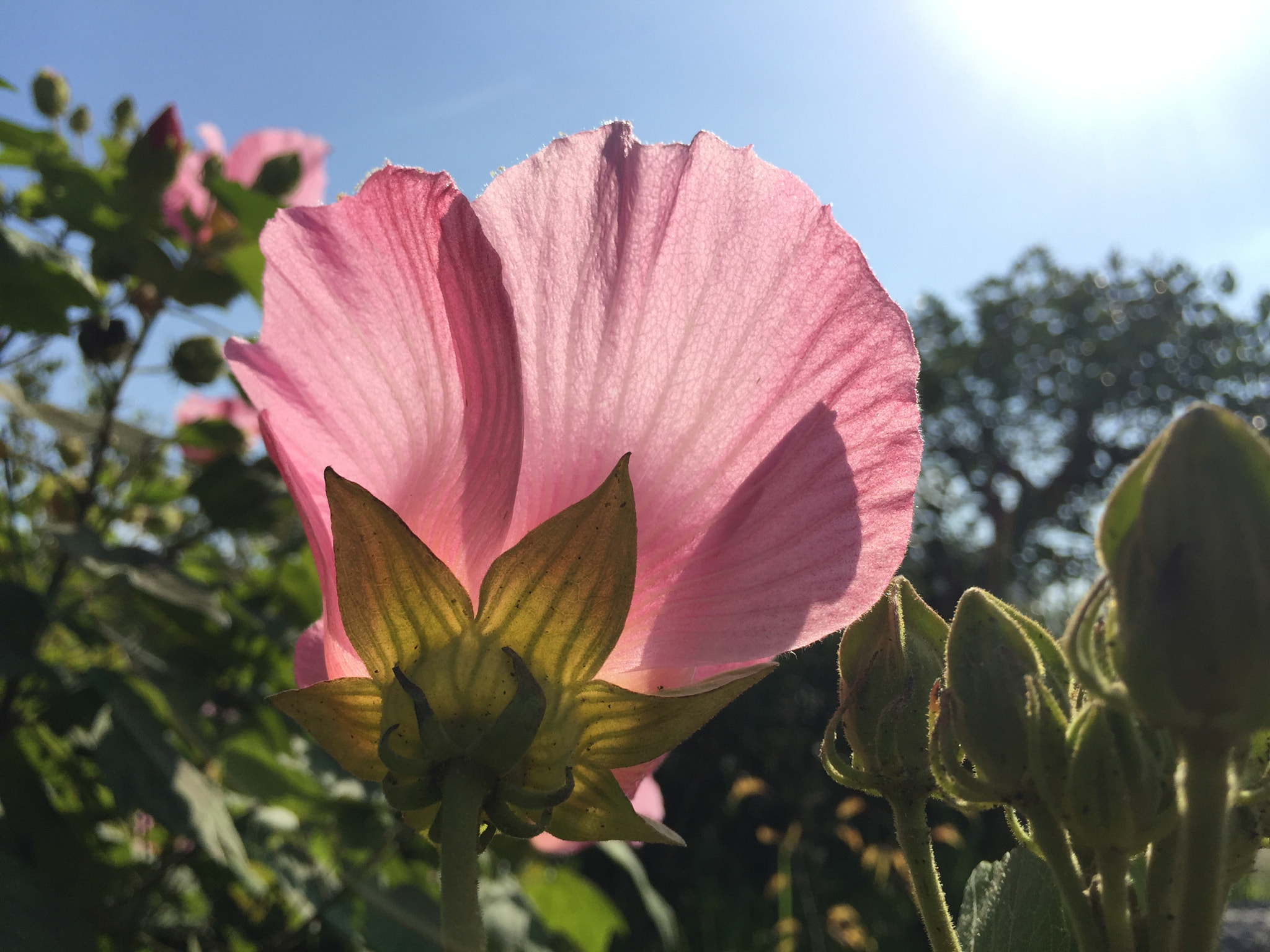 Apple iPhone7,1 sample photo. Thanks for lots of love photography