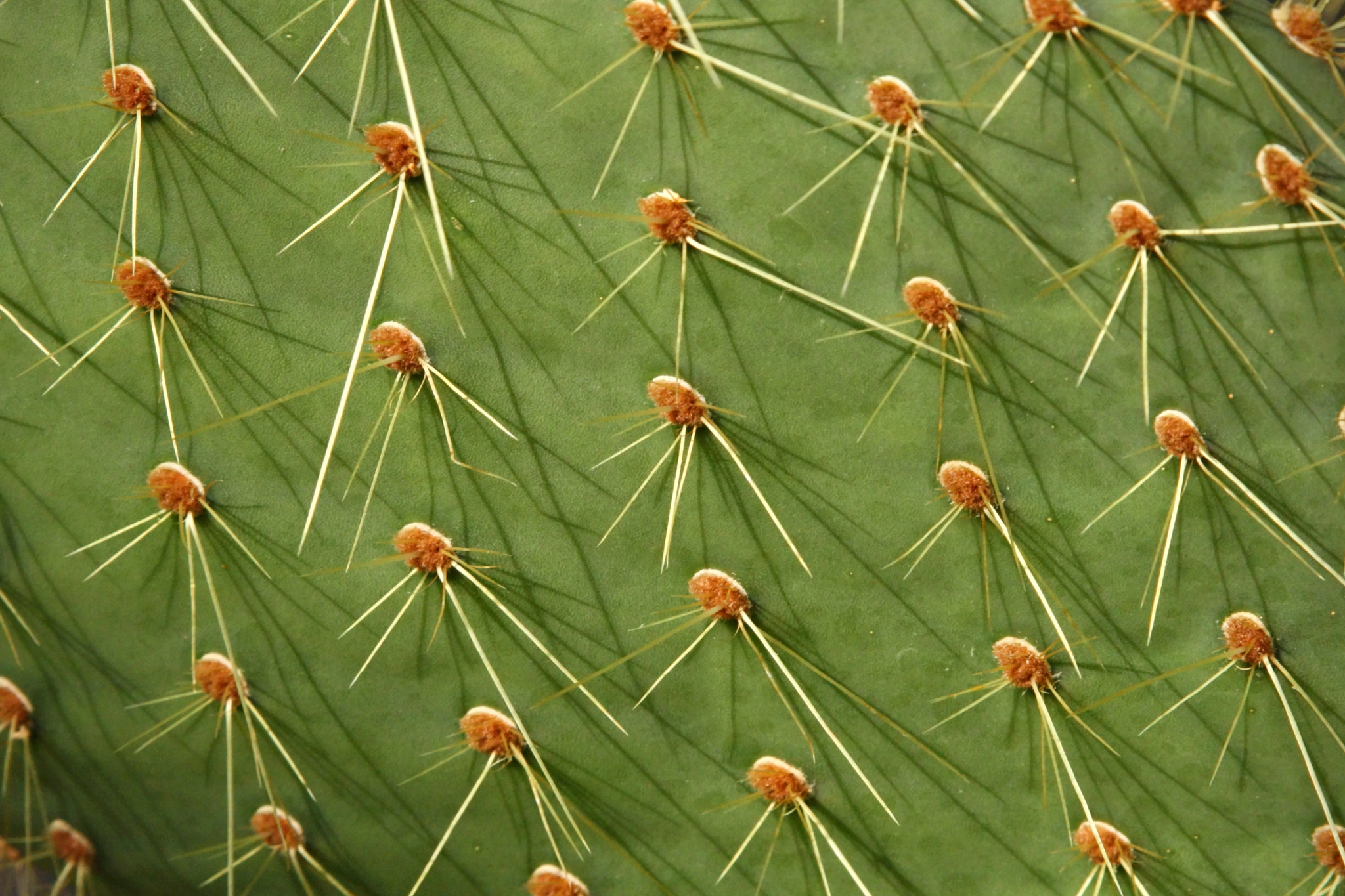 Canon EF 28-105mm f/3.5-4.5 USM sample photo. Prickly photography