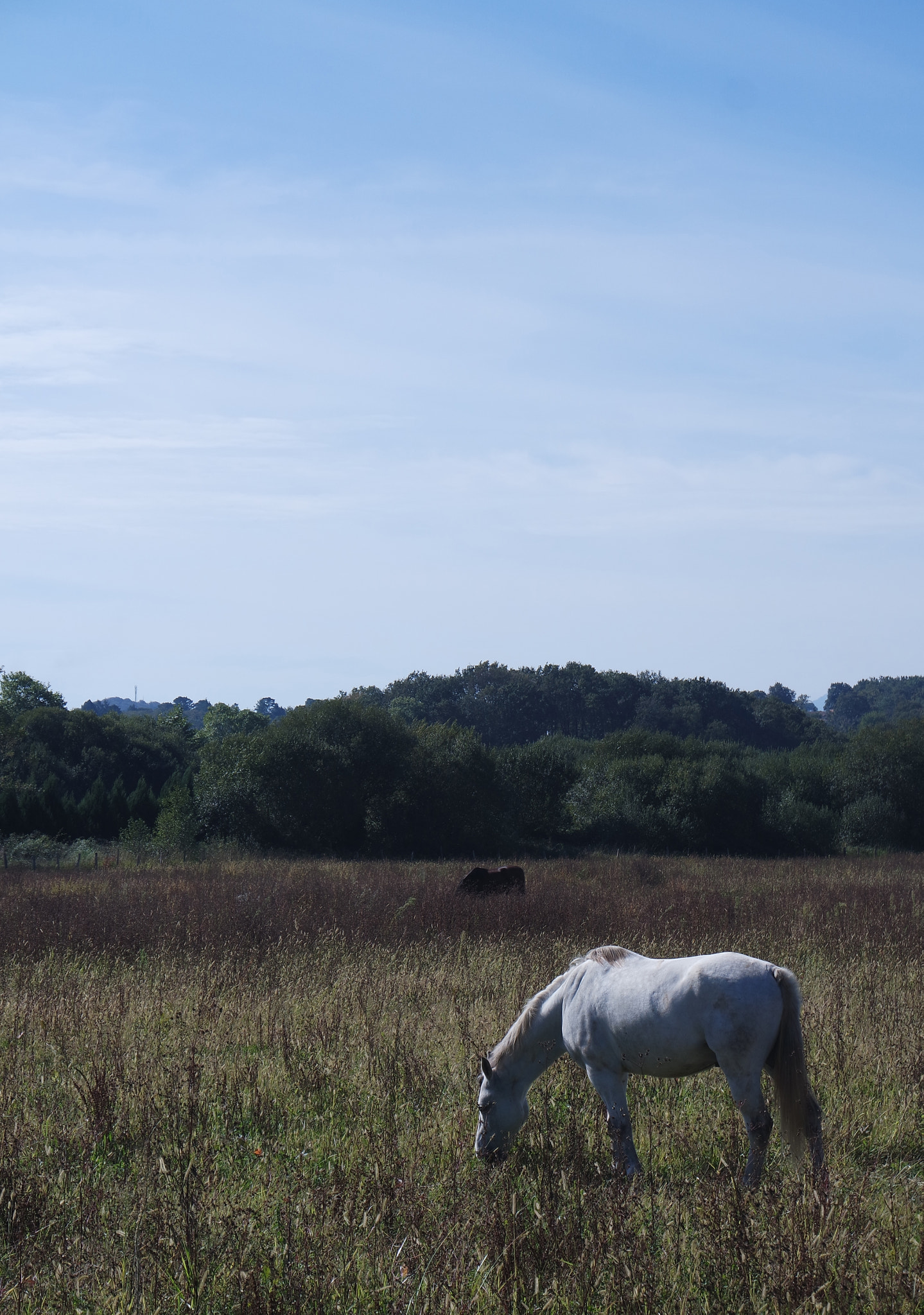 Samsung NX 16-50mm F3.5-5.6 Power Zoom ED OIS sample photo. Champ photography