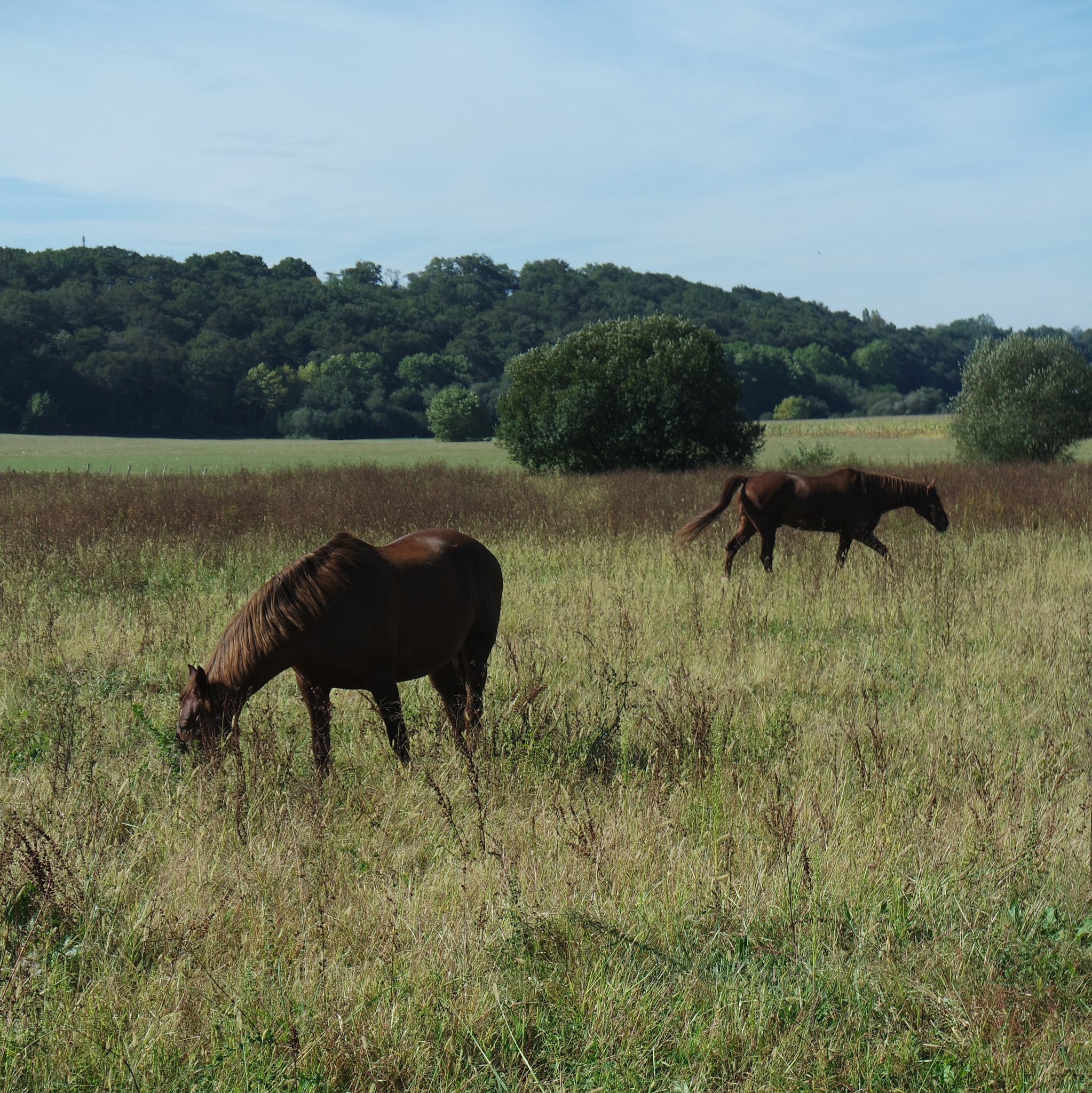 Samsung NX 16-50mm F3.5-5.6 Power Zoom ED OIS sample photo. Les jolis chevaux! photography